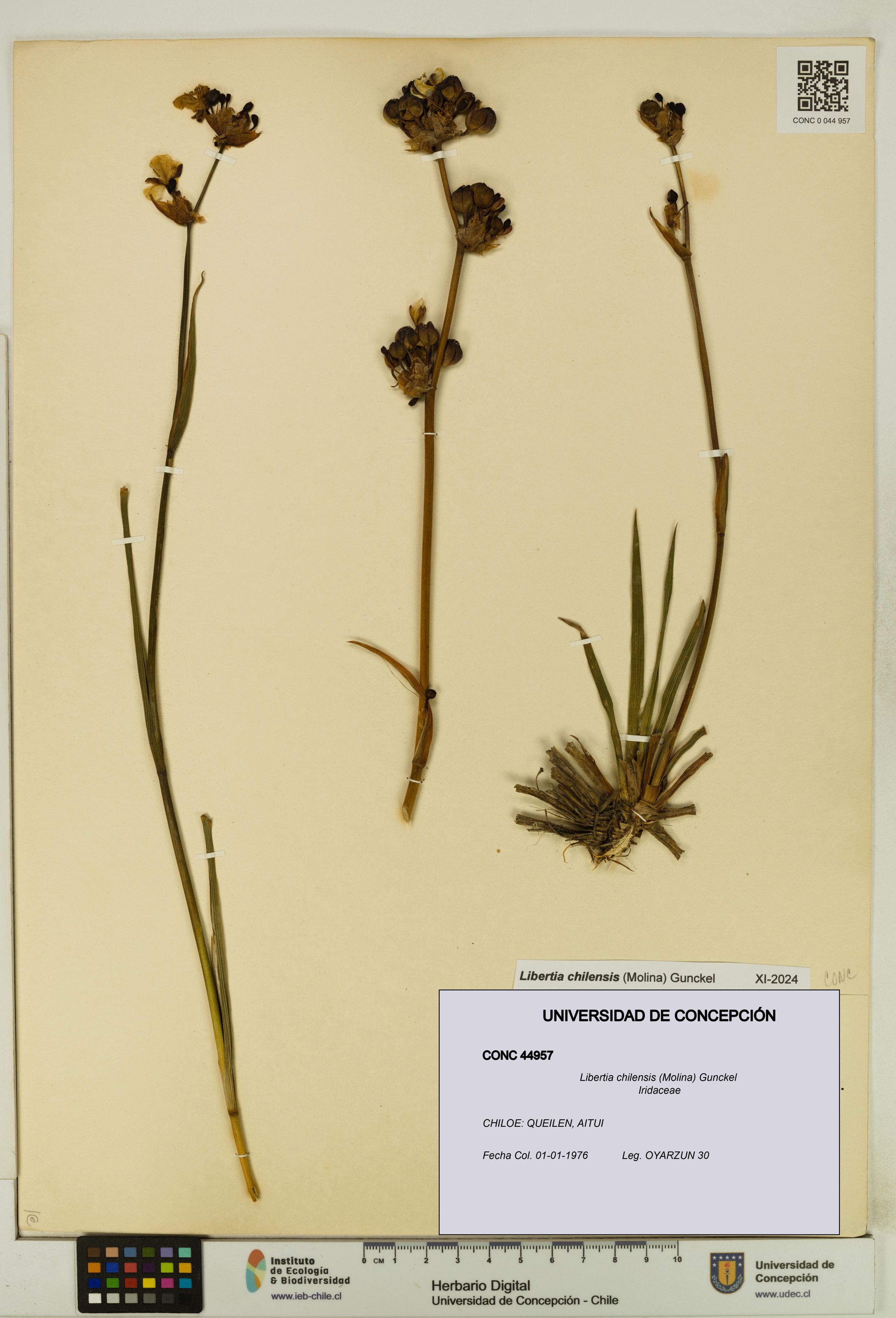 Libertia chilensis [Espécimen: ]