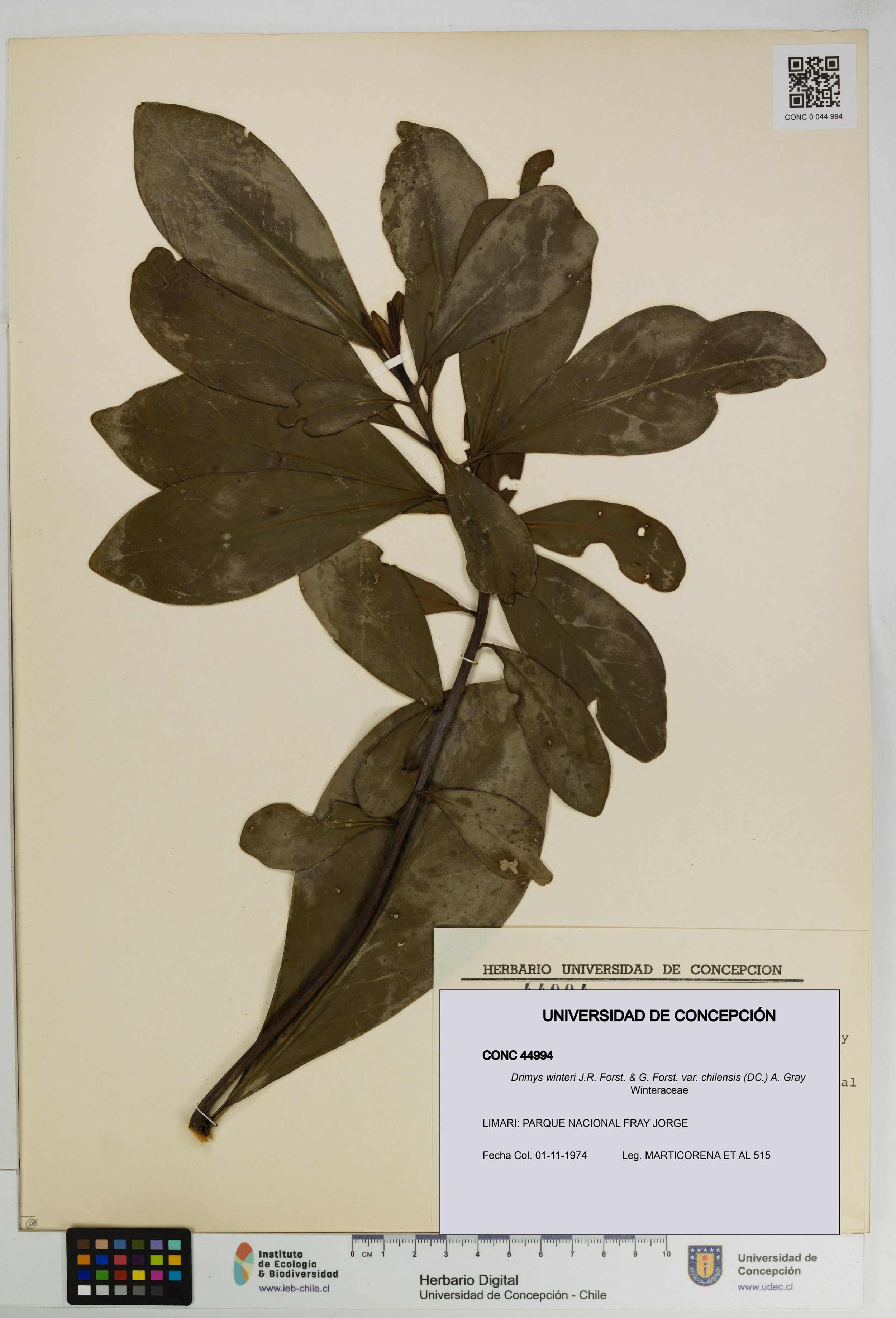Drimys winteri var. chilensis [Espécimen: ]