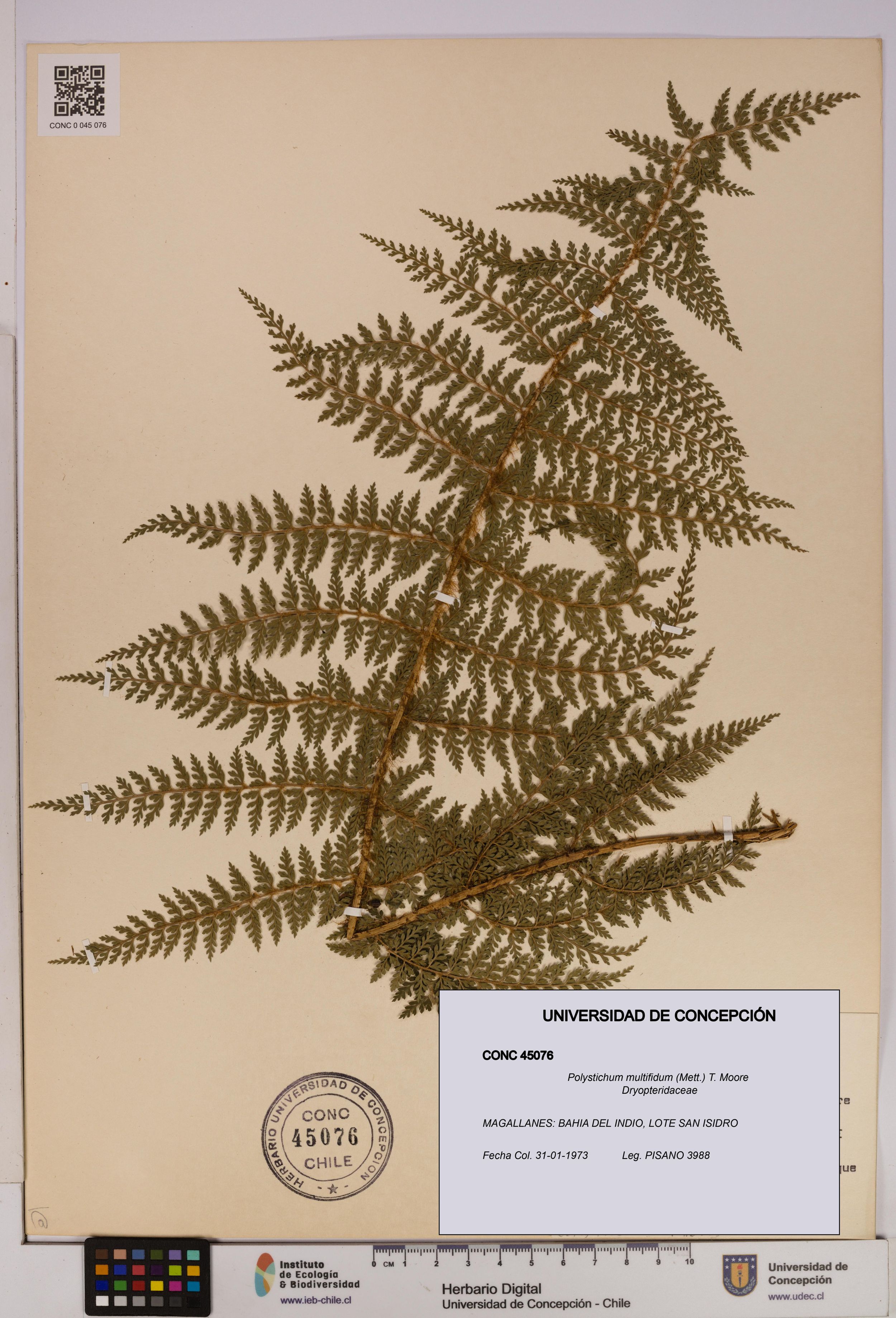 Polystichum multifidum [Espécimen: ]