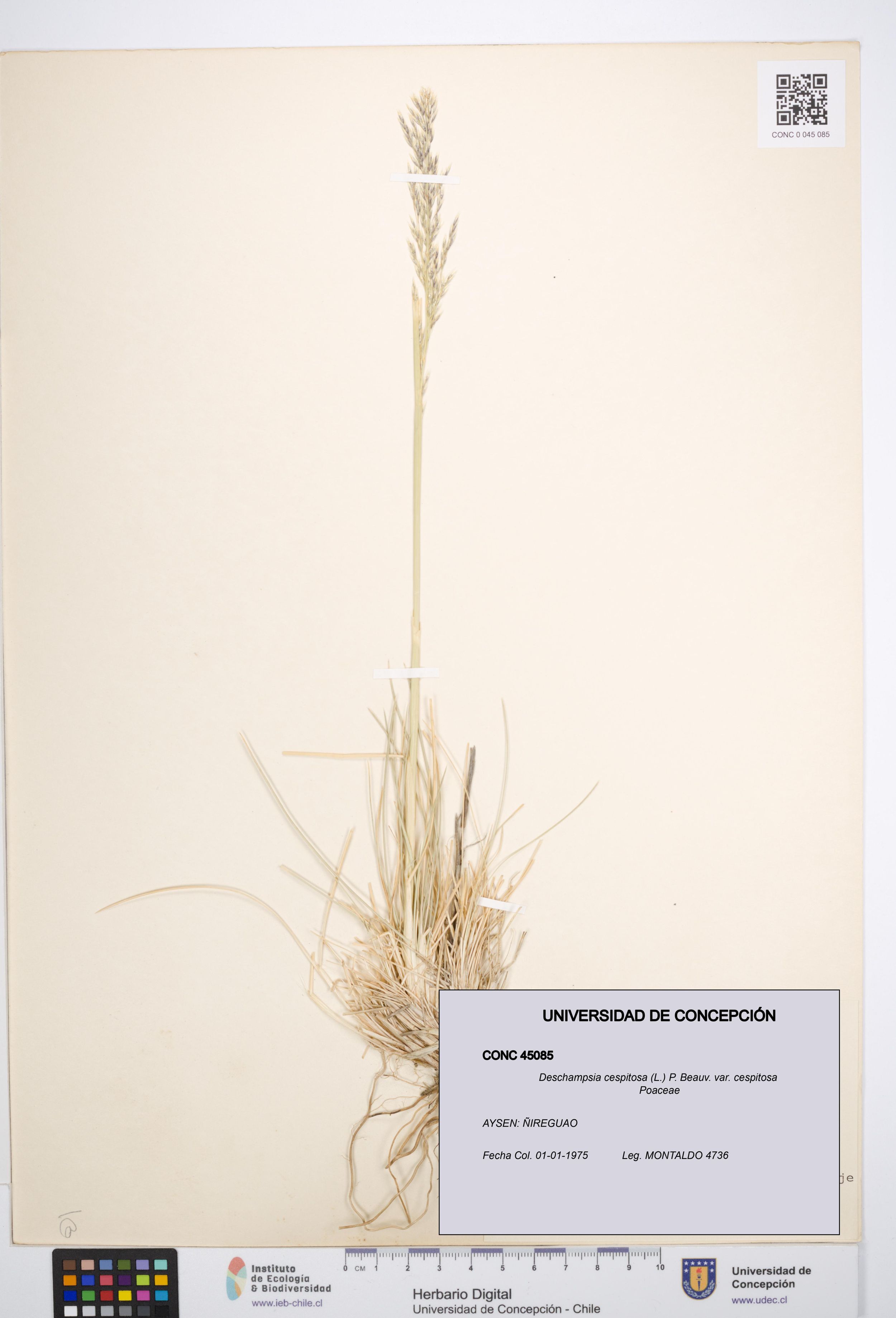Deschampsia cespitosa var. cespitosa [Espécimen: ]