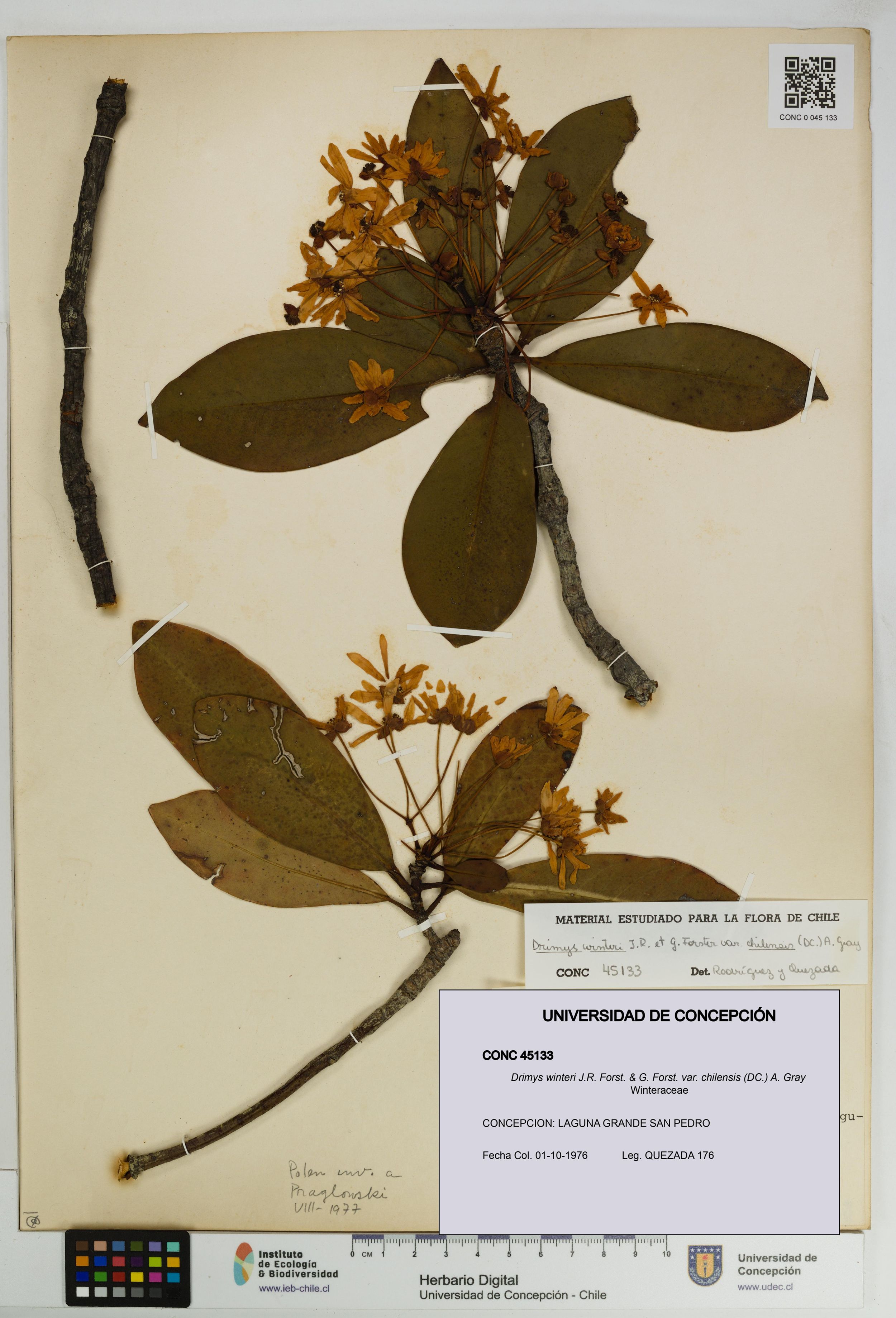 Drimys winteri var. chilensis [Espécimen: ]