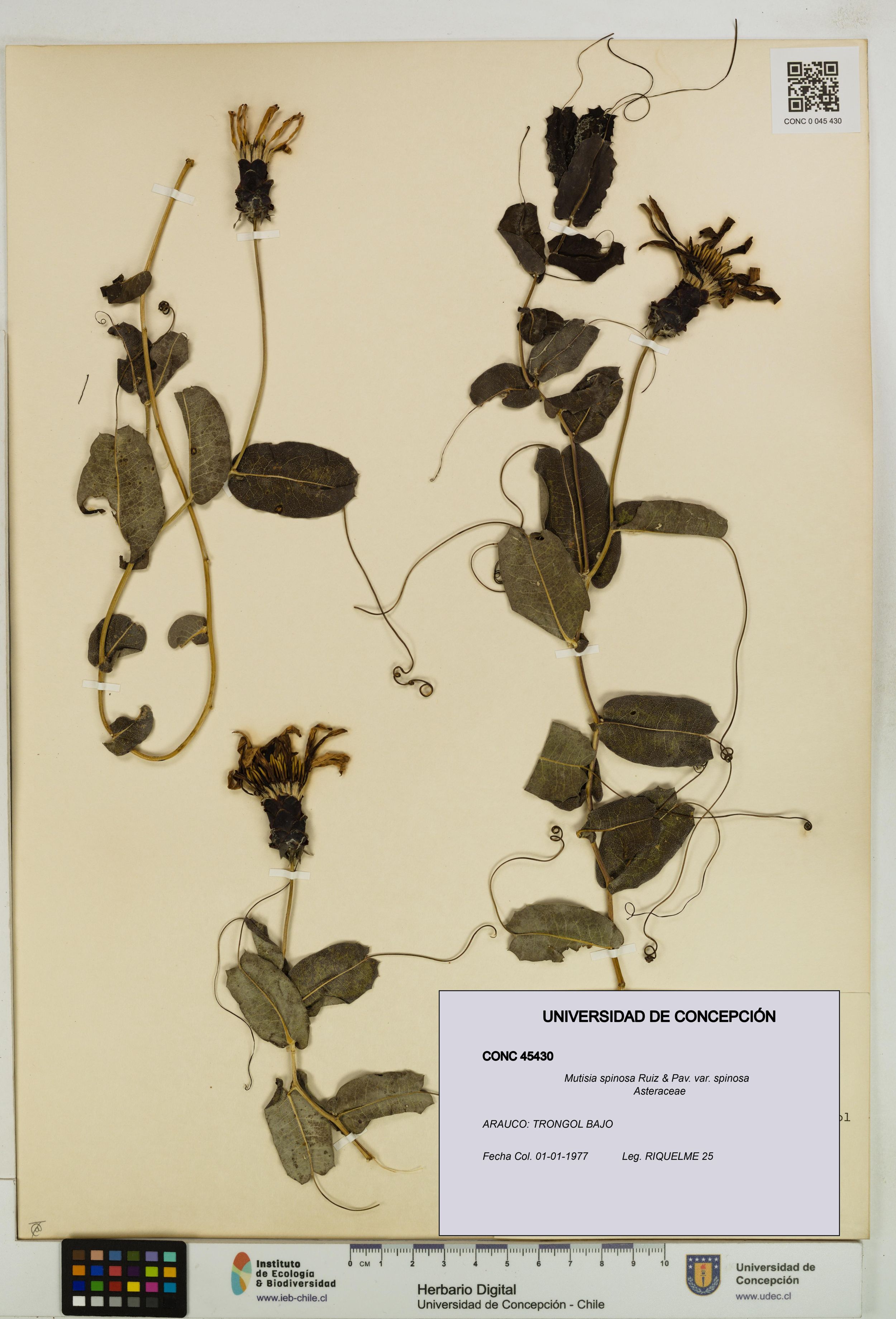Mutisia spinosa var. spinosa [Espécimen: ]