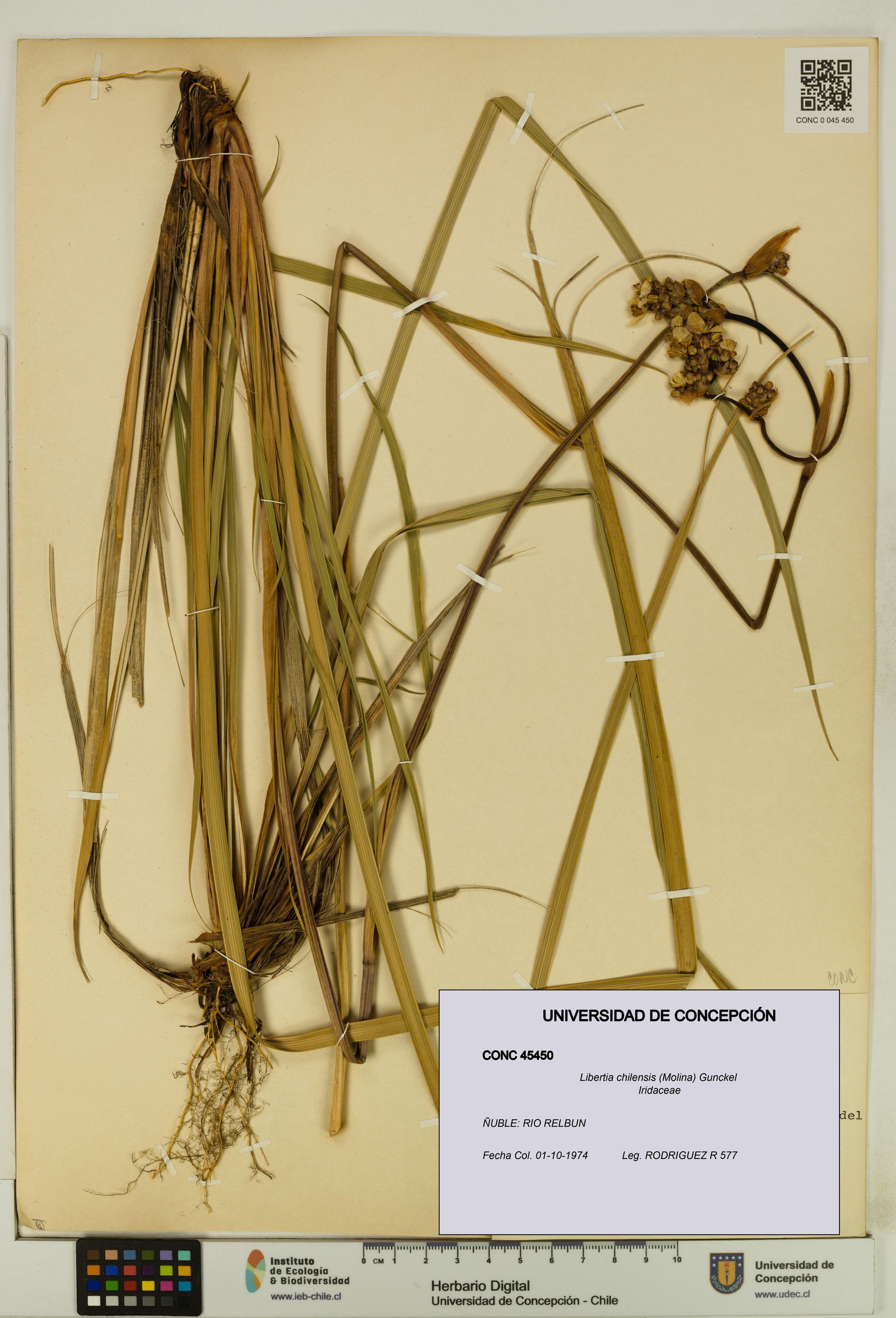 Libertia chilensis [Espécimen: ]