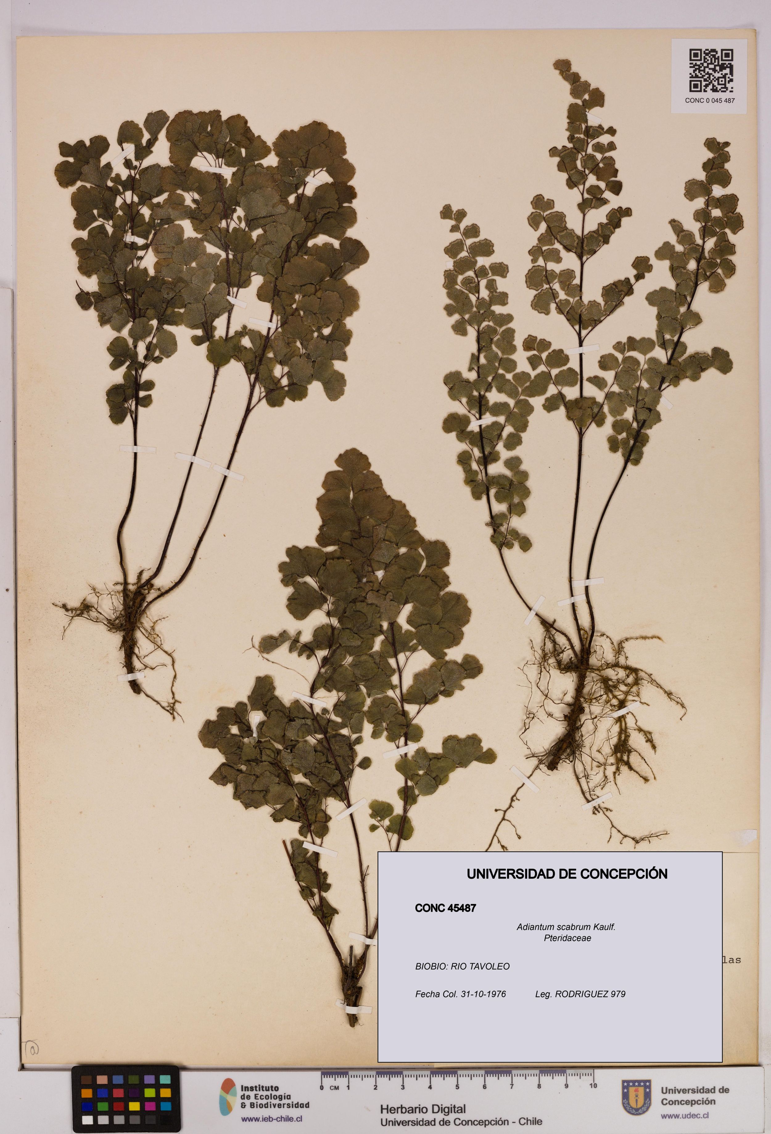 Adiantum scabrum [Espécimen: ]
