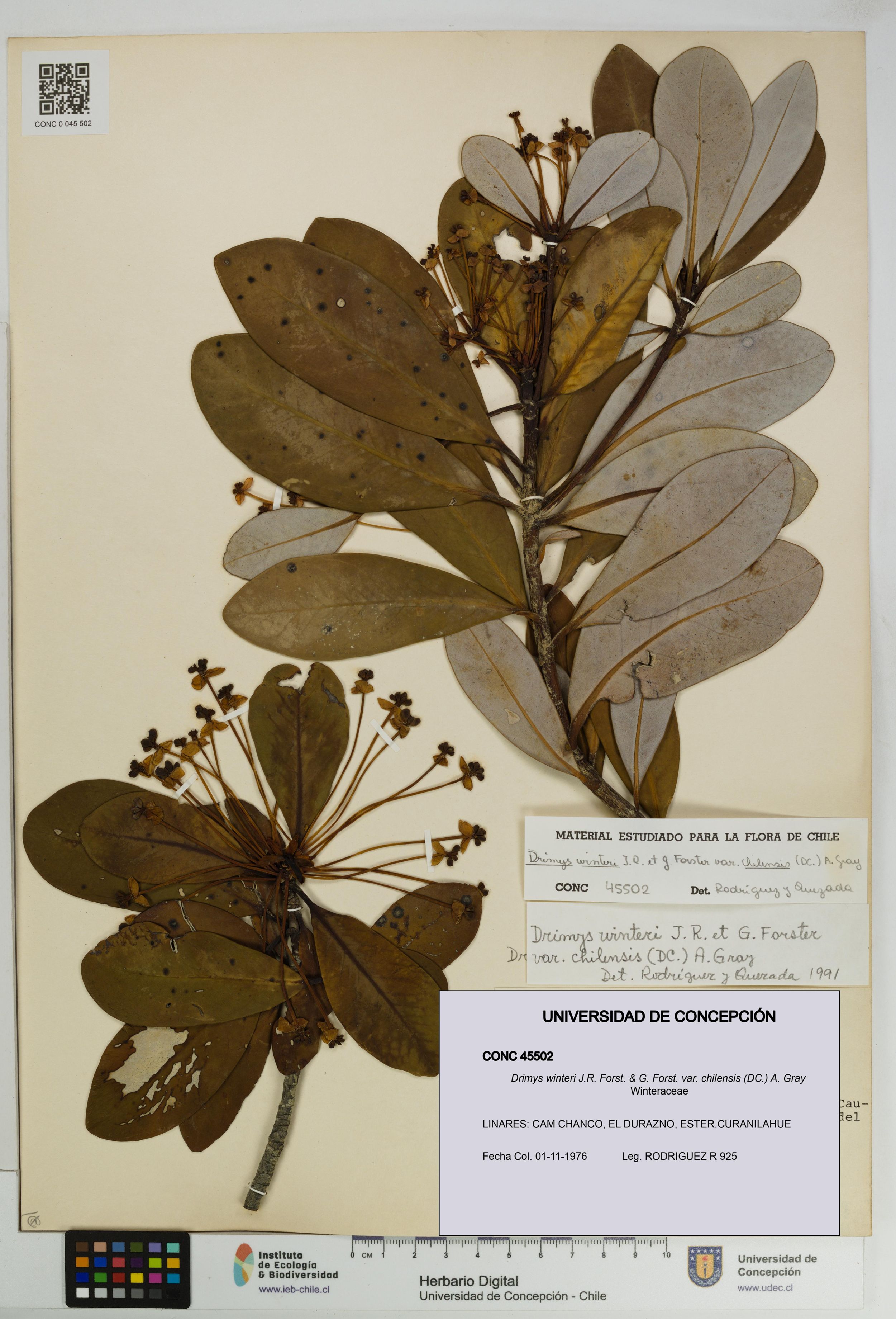 Drimys winteri var. chilensis [Espécimen: ]