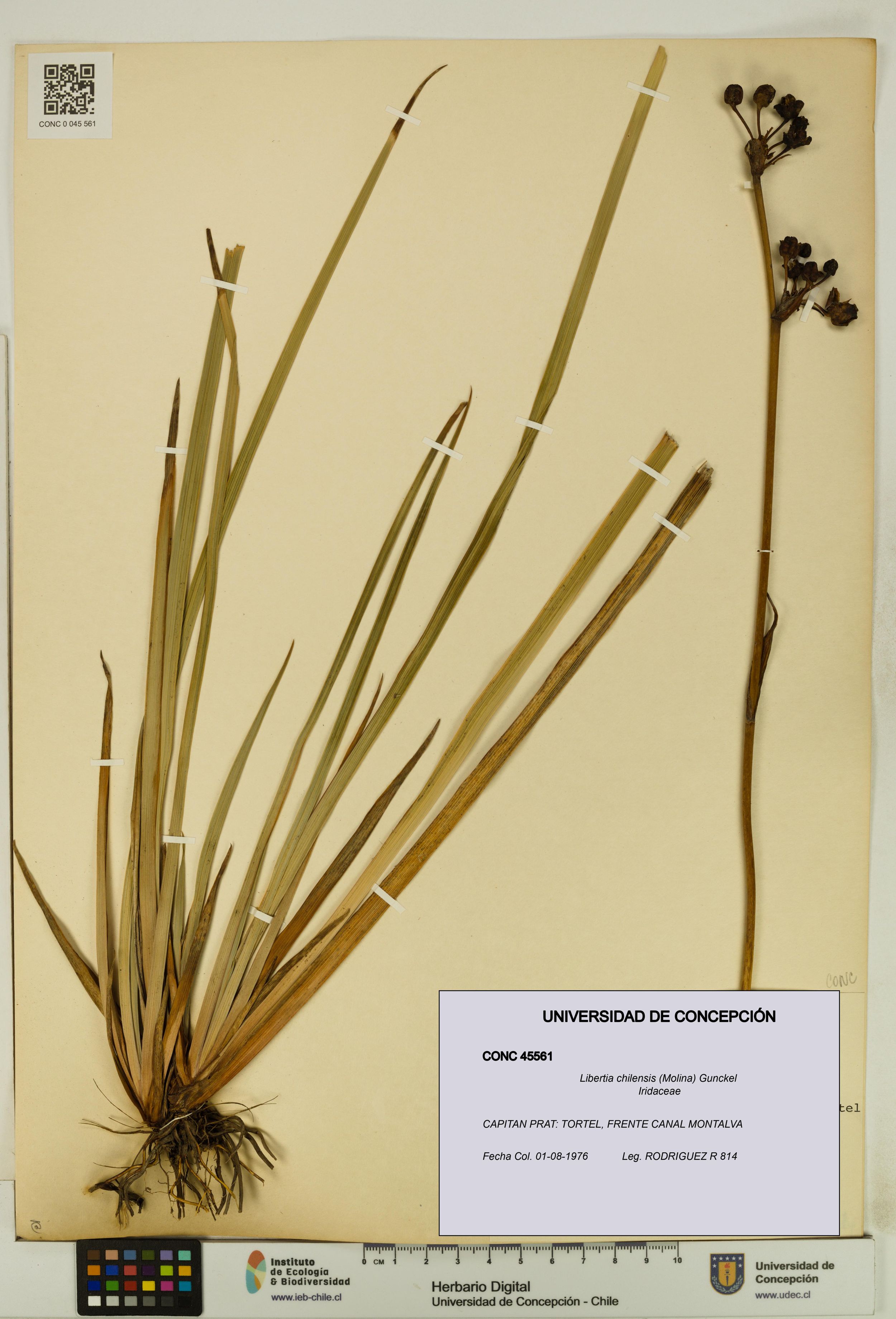Libertia chilensis [Espécimen: ]