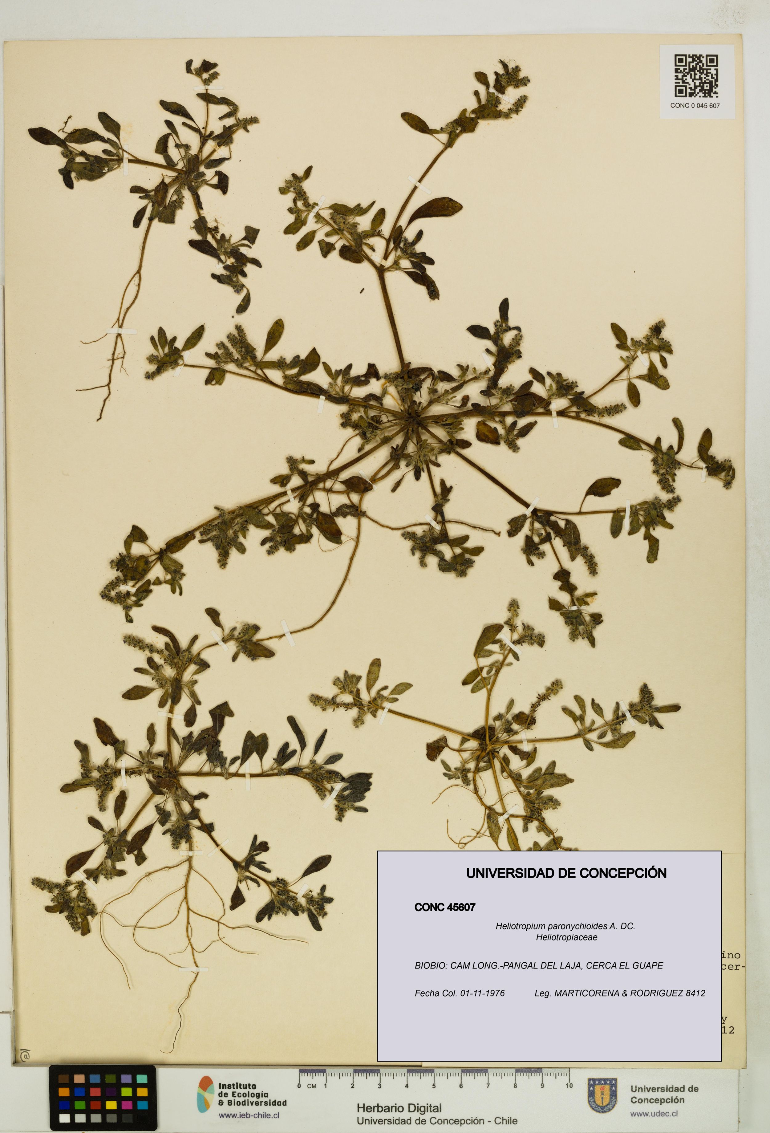 Heliotropium paronychioides [Espécimen: ]