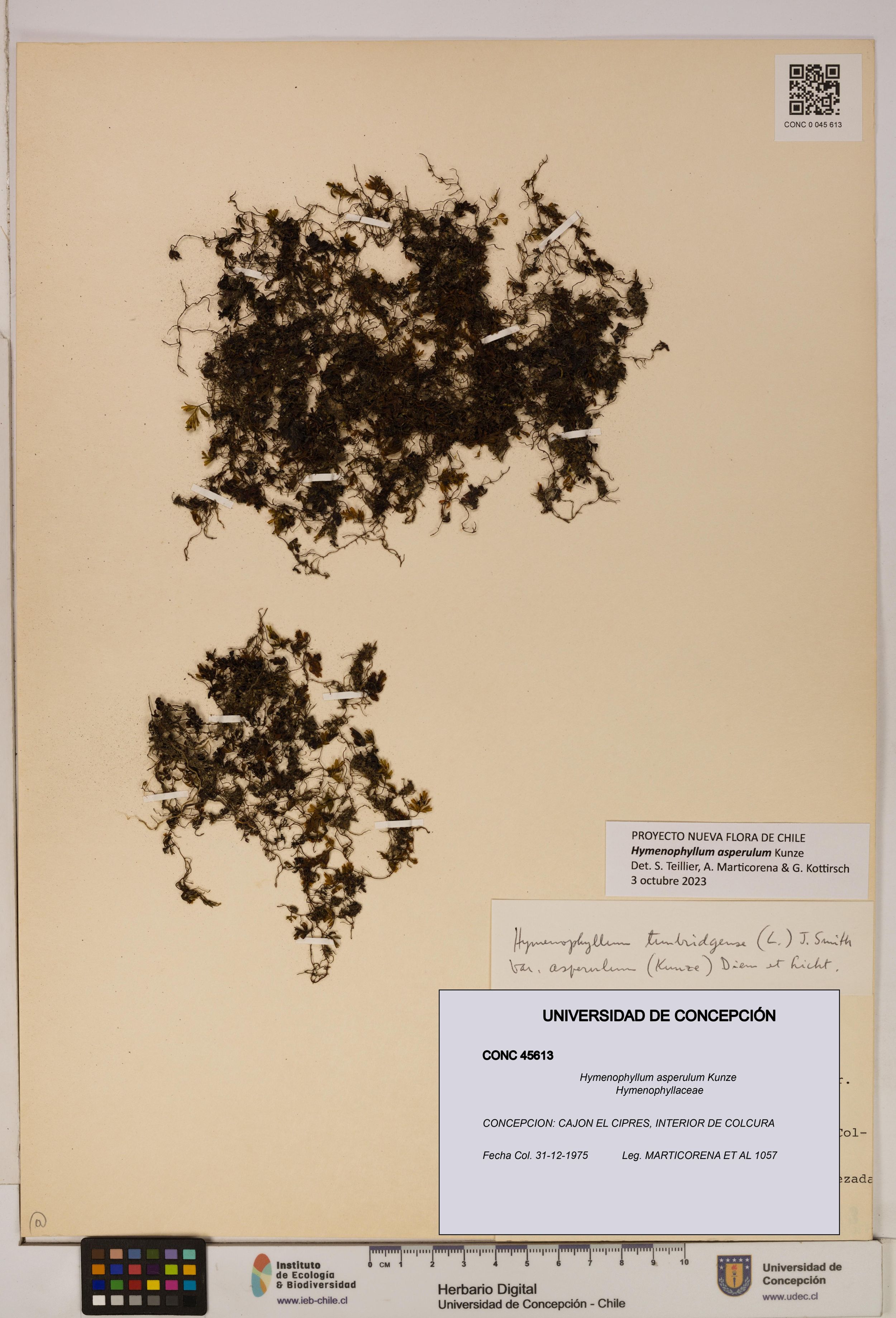 Hymenophyllum asperulum [Espécimen: ]