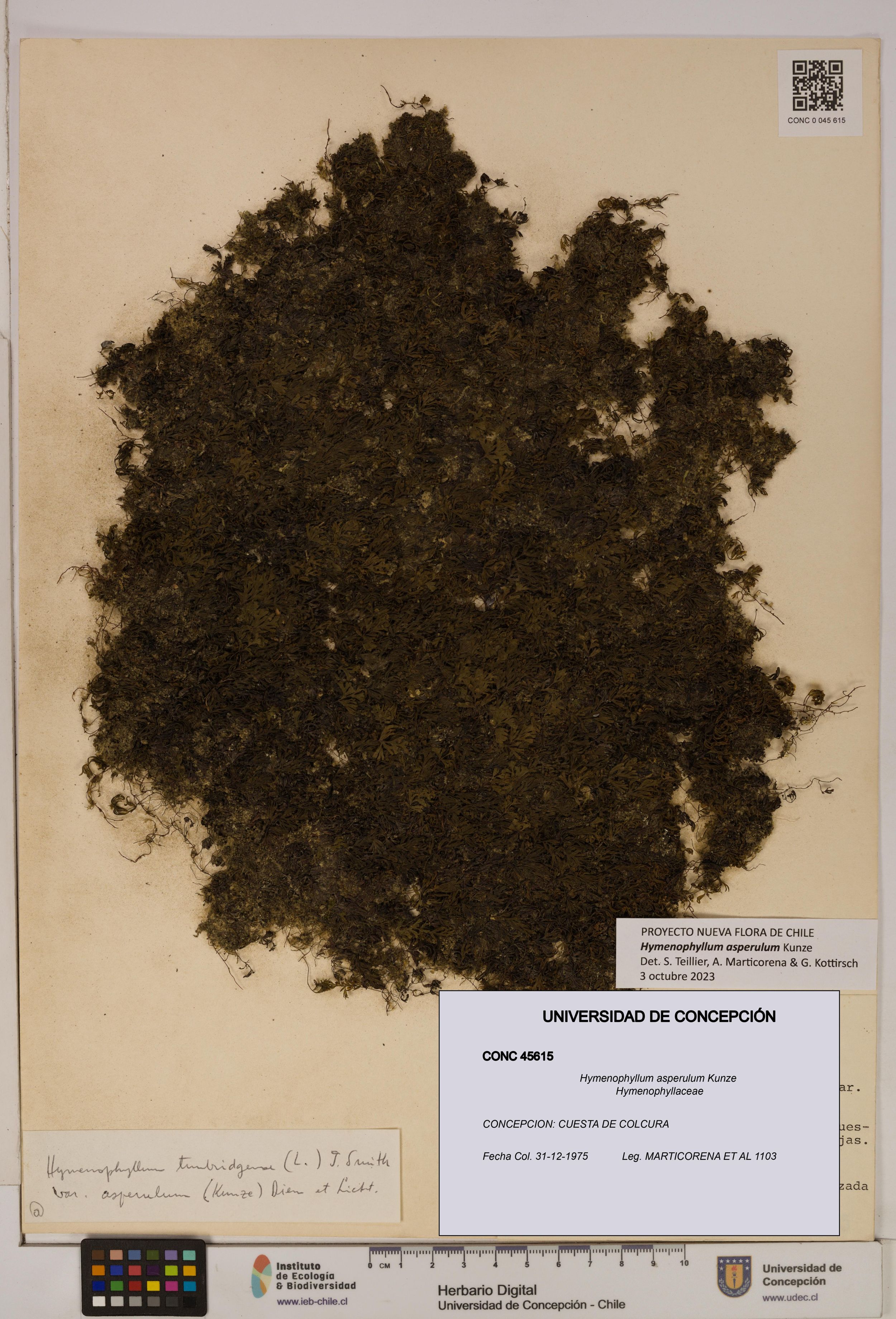 Hymenophyllum asperulum [Espécimen: ]
