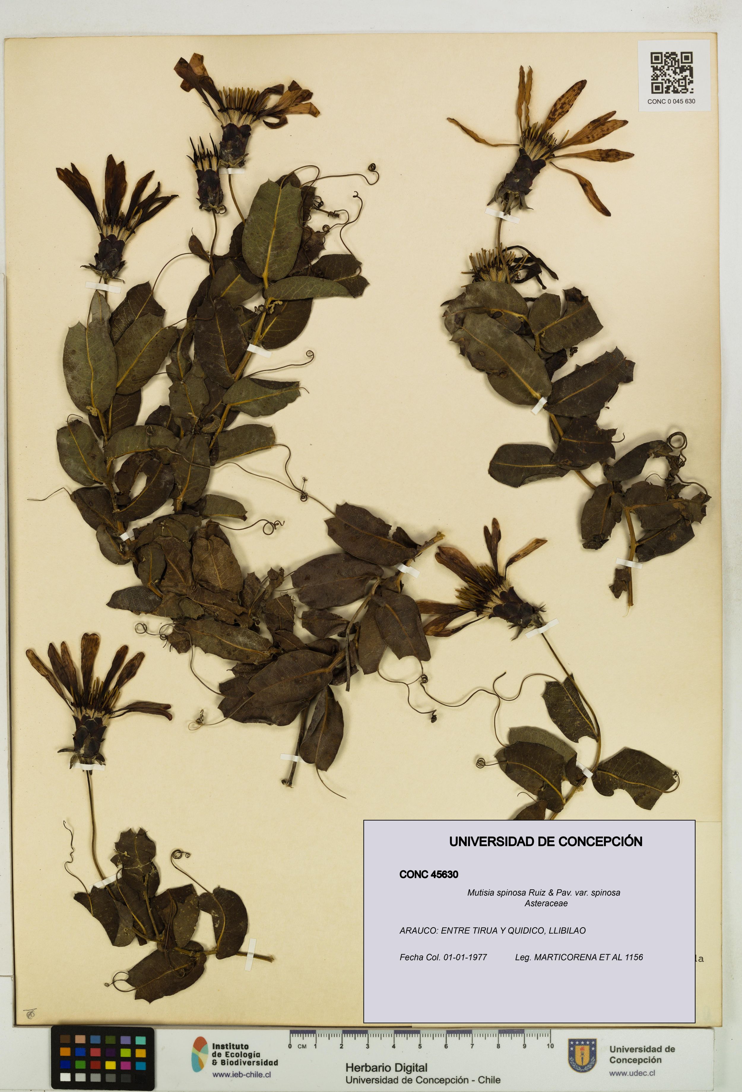 Mutisia spinosa var. spinosa [Espécimen: ]