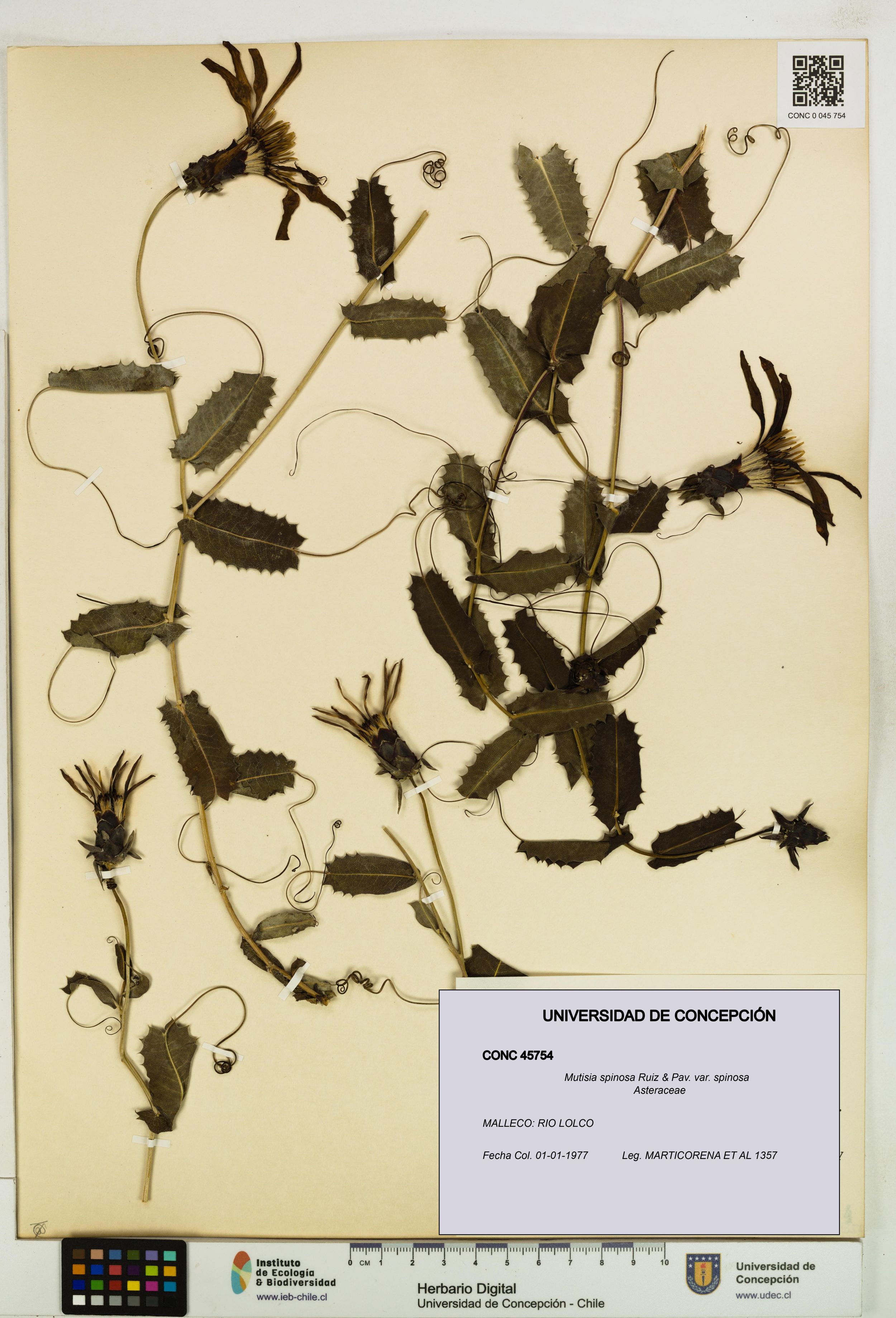 Mutisia spinosa var. spinosa [Espécimen: ]