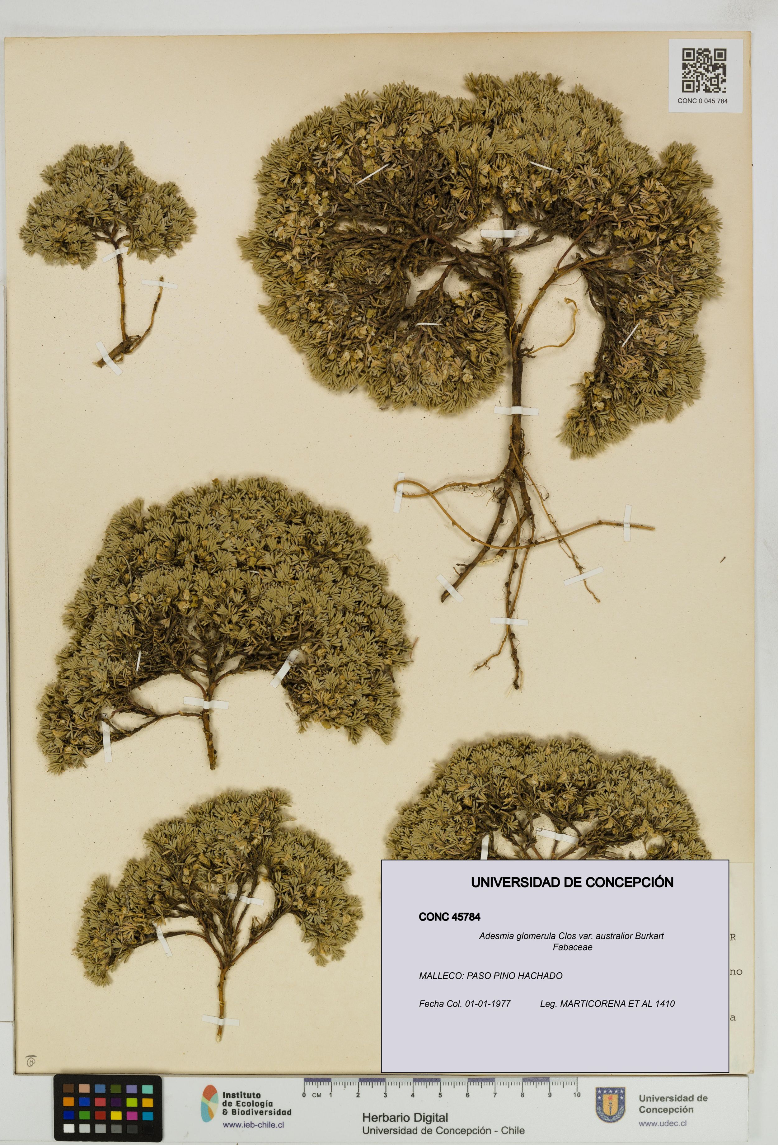 Adesmia glomerula var. australior [Espécimen: ]