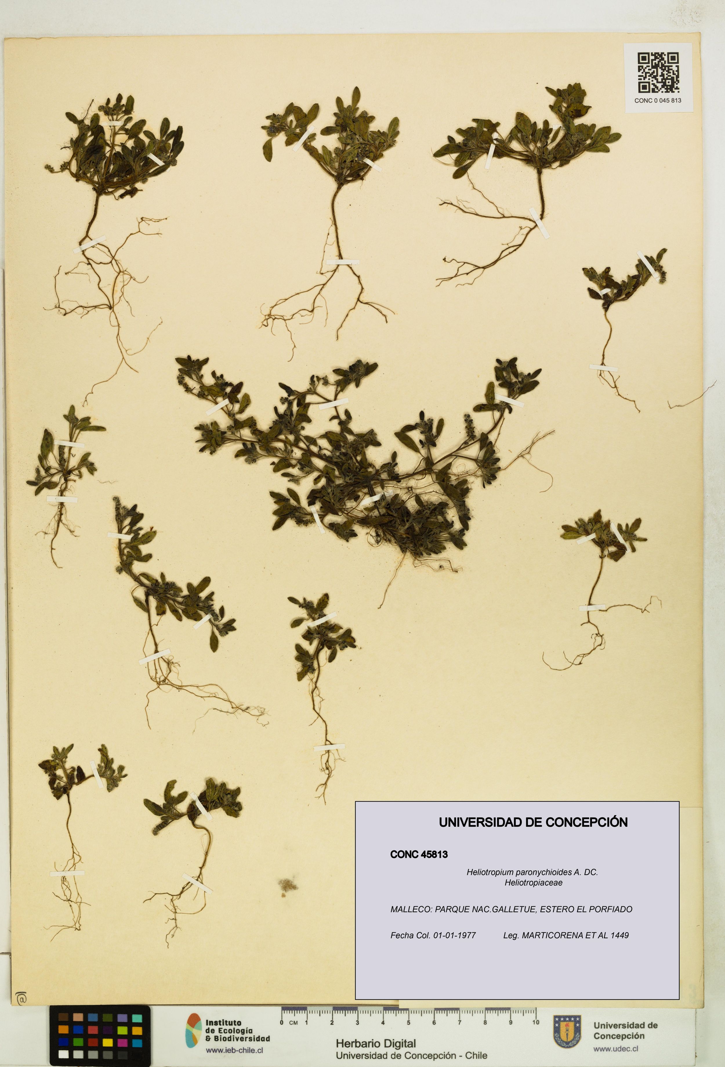 Heliotropium paronychioides [Espécimen: ]