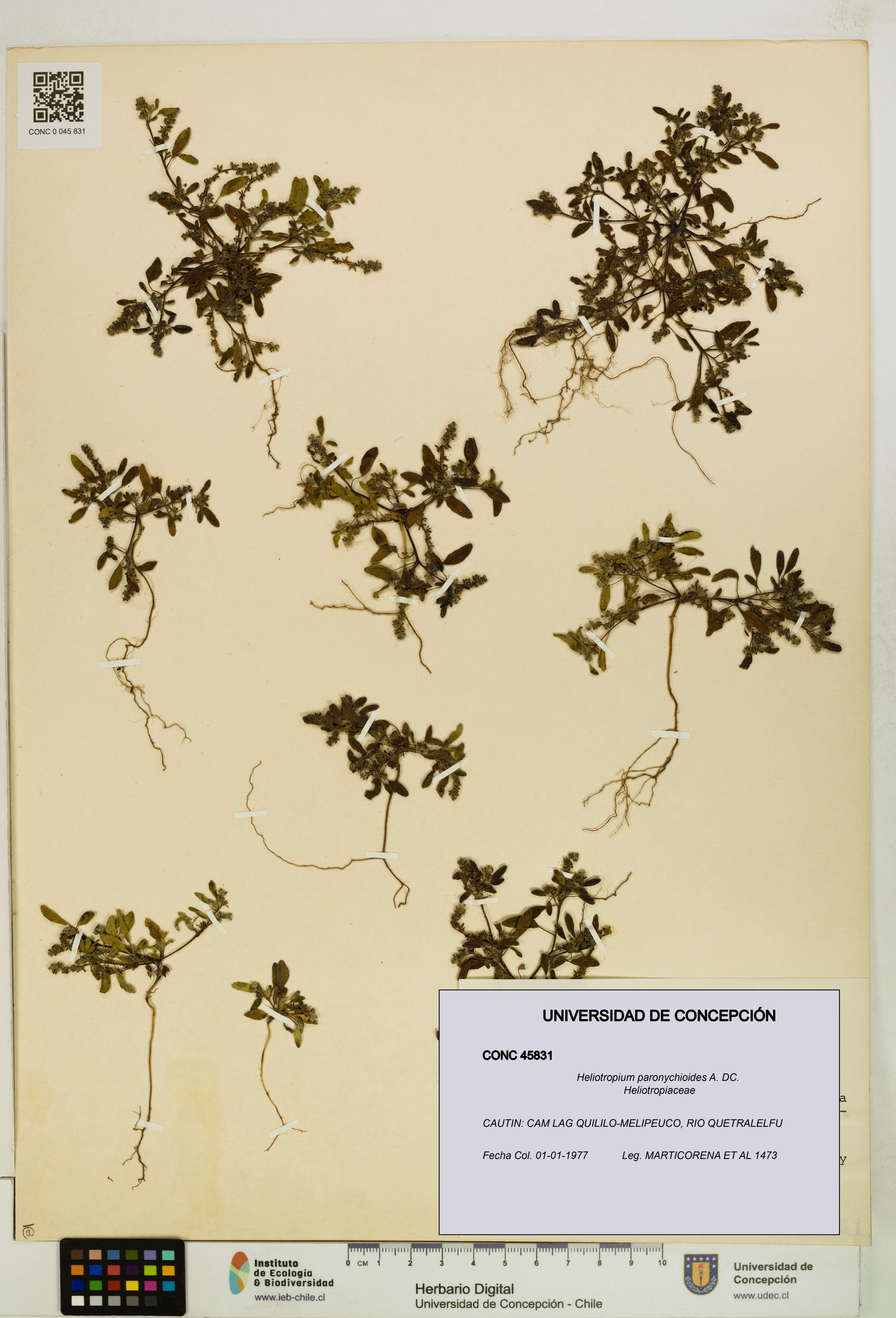 Heliotropium paronychioides [Espécimen: ]