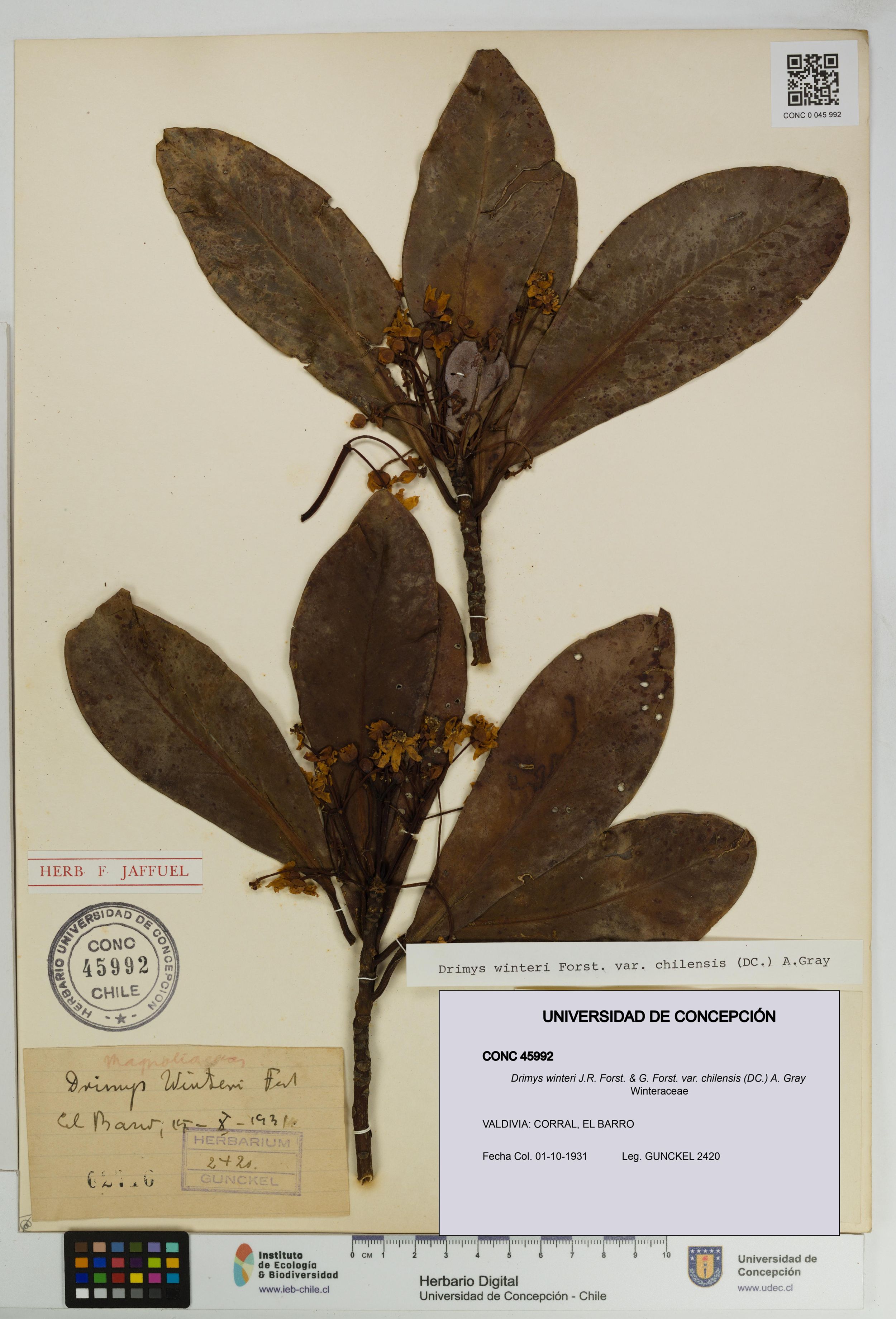 Drimys winteri var. chilensis [Espécimen: ]
