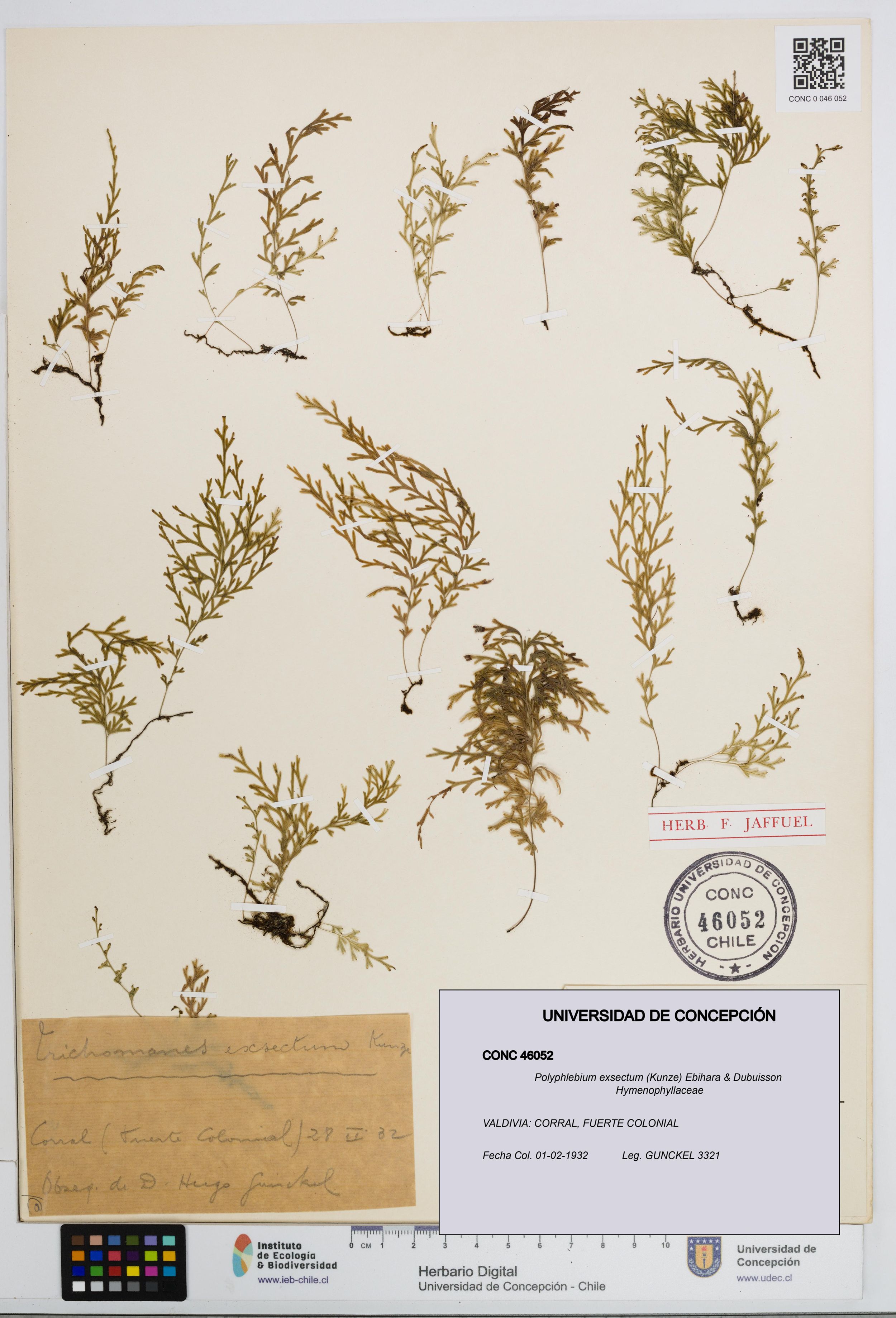 Polyphlebium exsectum [Espécimen: ]