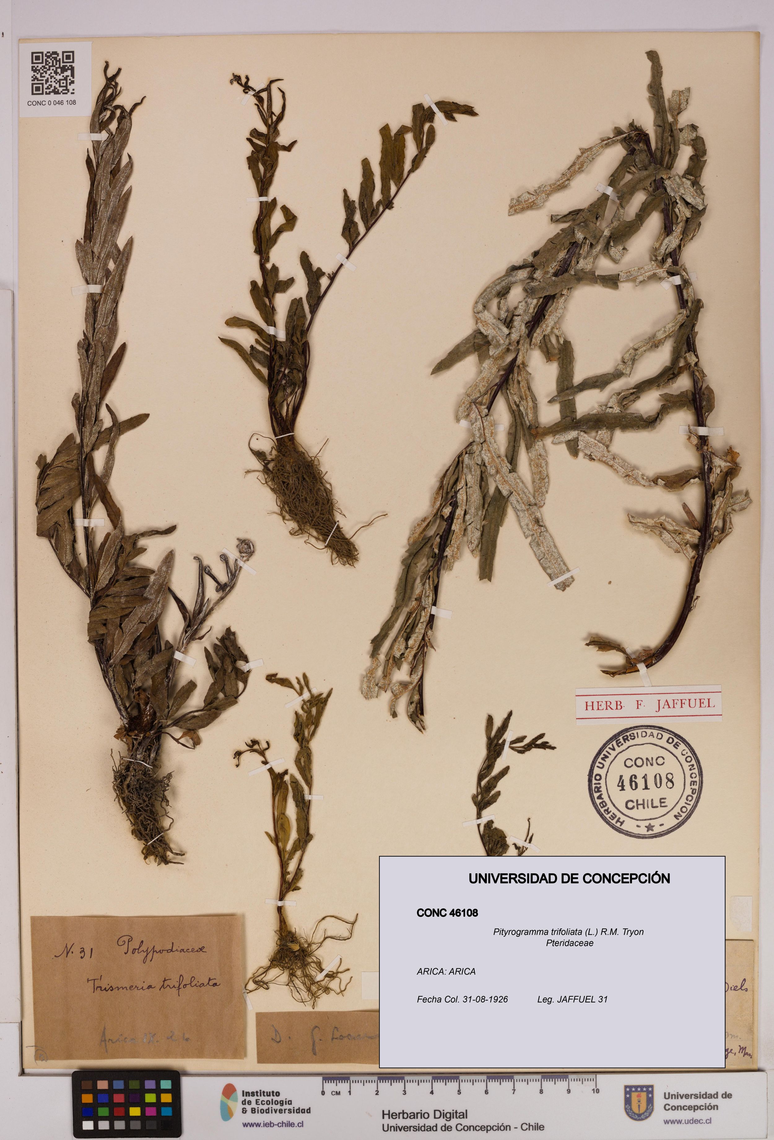 Pityrogramma trifoliata [Espécimen: ]