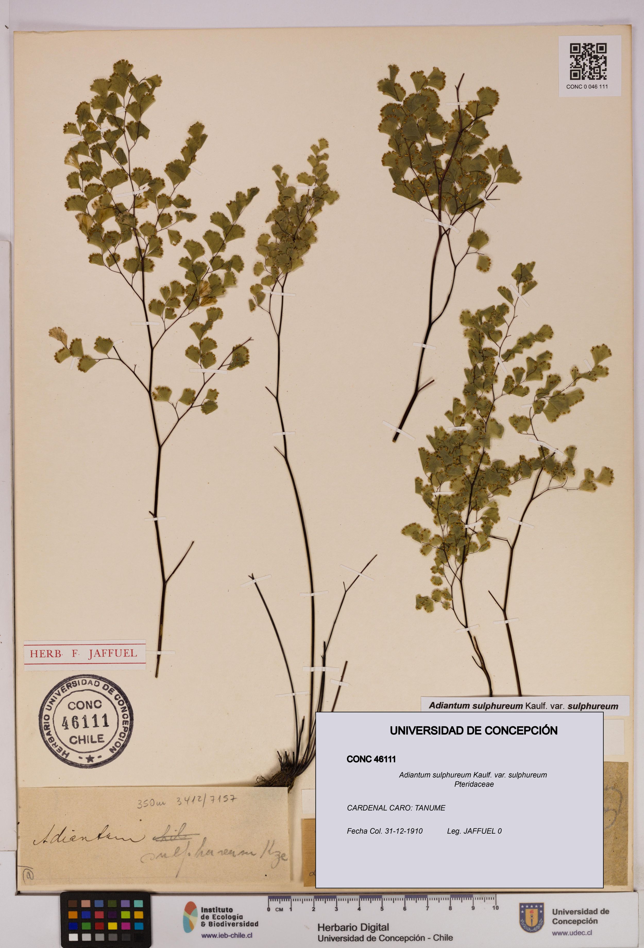 Adiantum sulphureum [Espécimen: ]