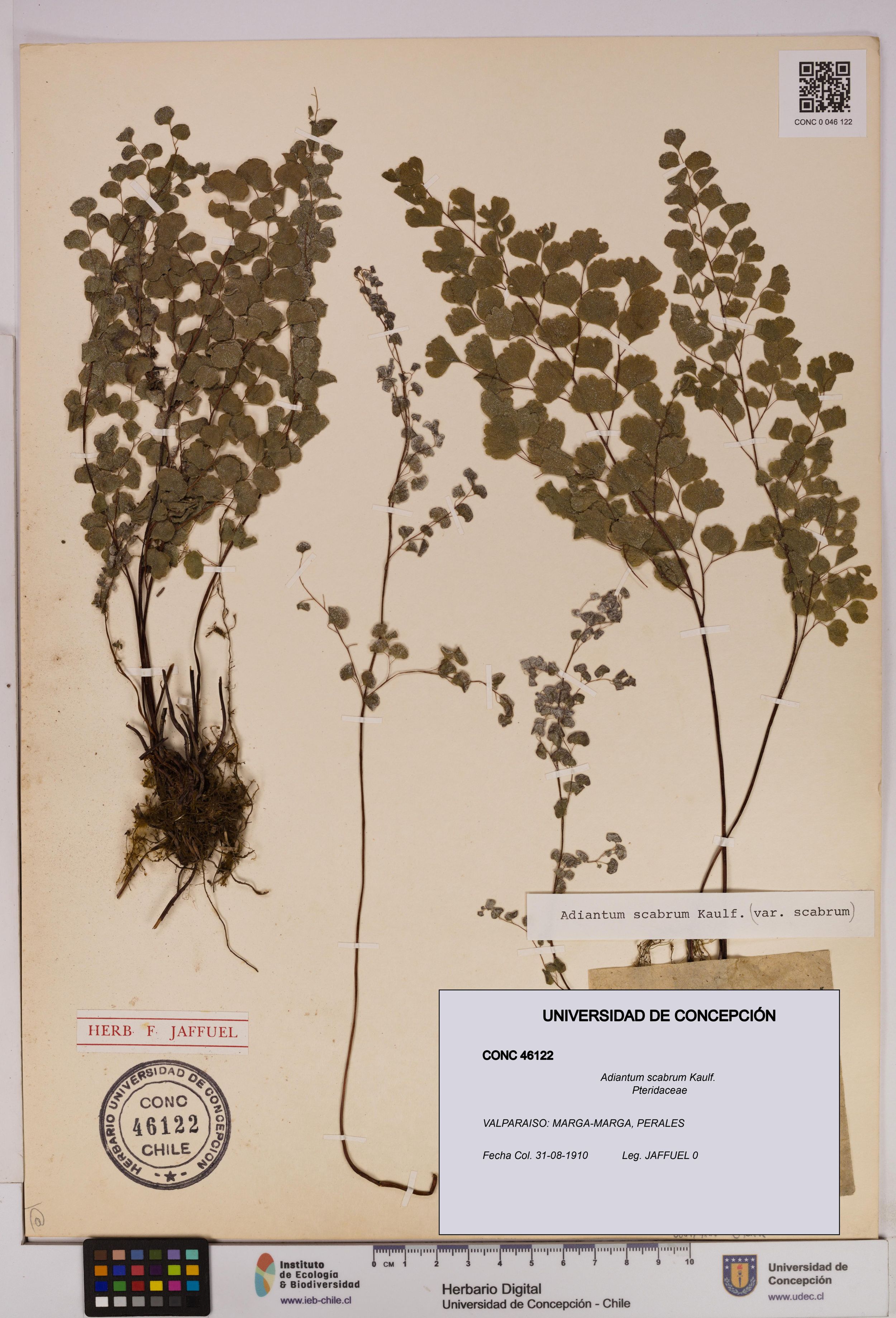 Adiantum scabrum [Espécimen: ]