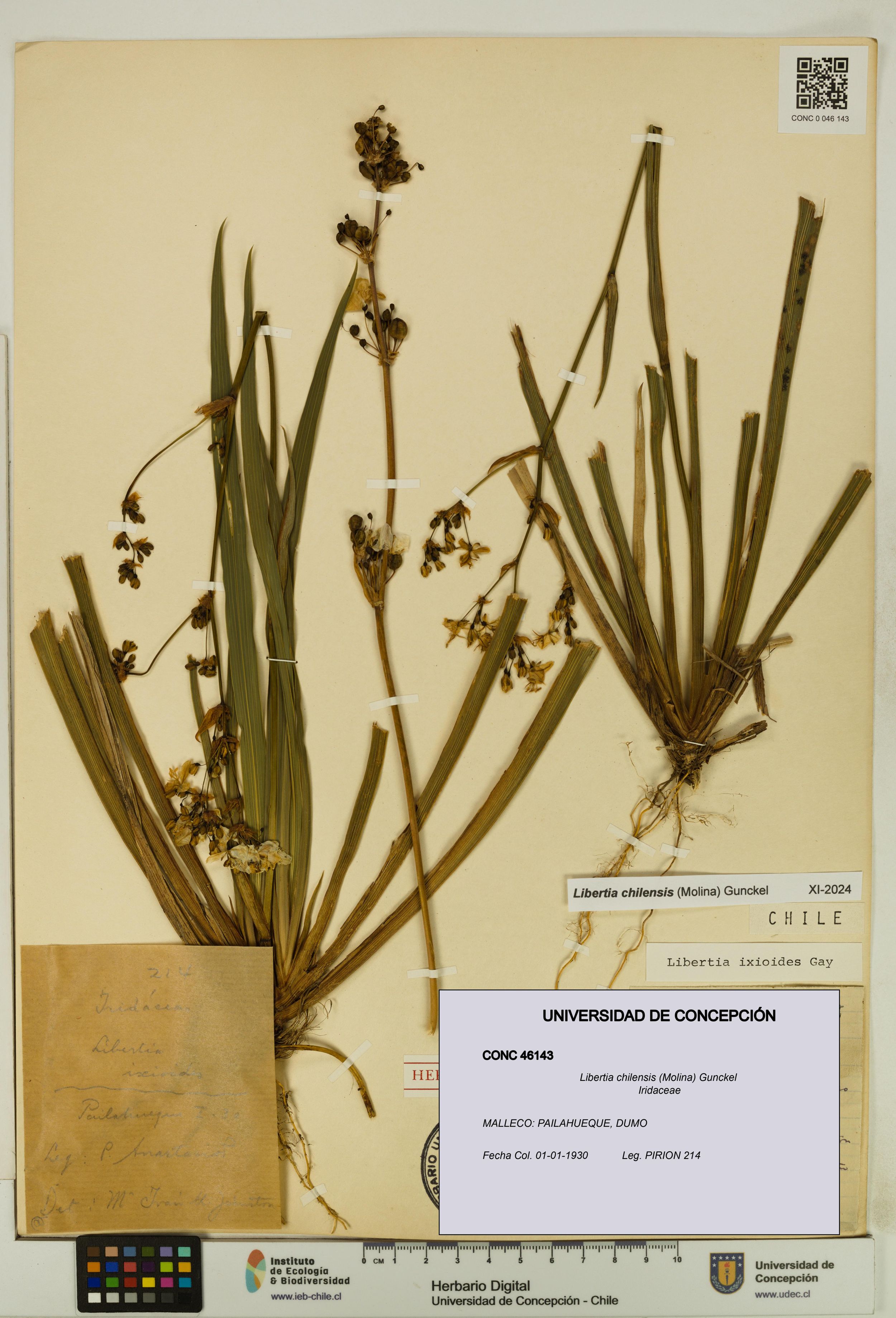Libertia chilensis [Espécimen: ]