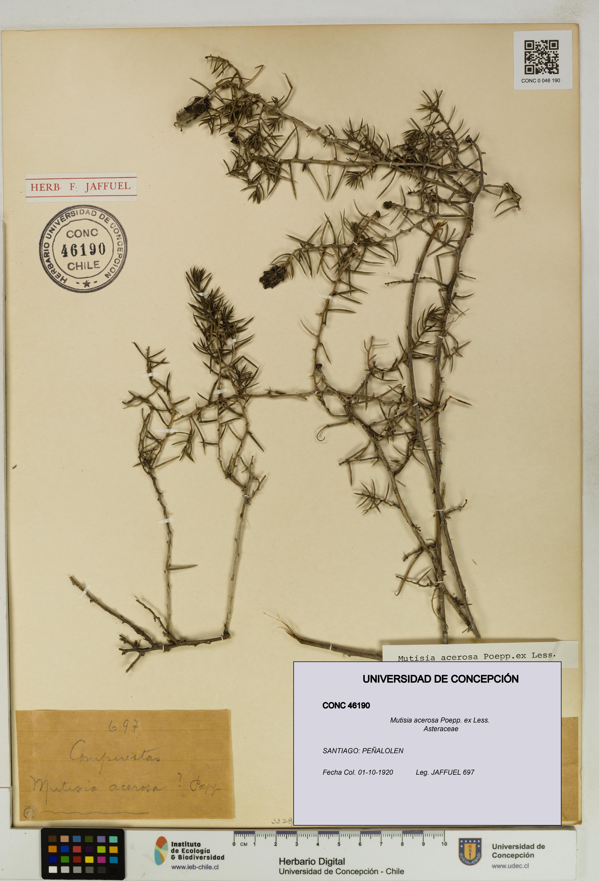 Mutisia acerosa [Espécimen: ]