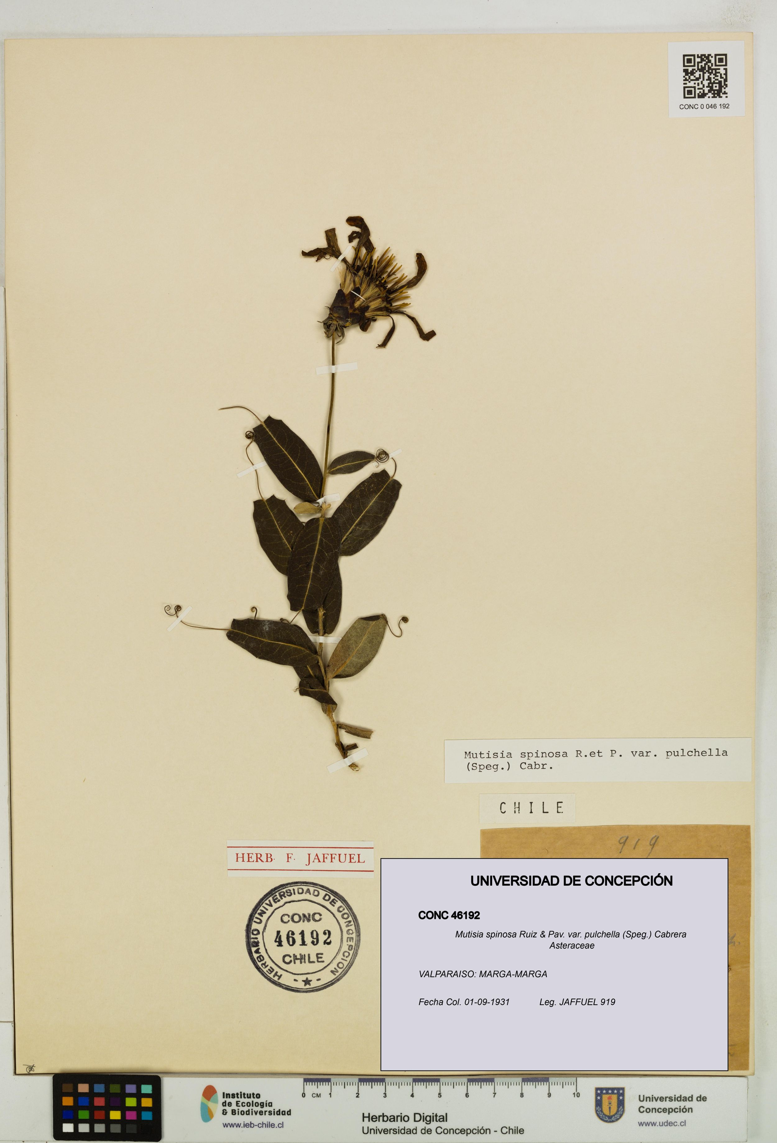 Mutisia spinosa var. pulchella [Espécimen: ]