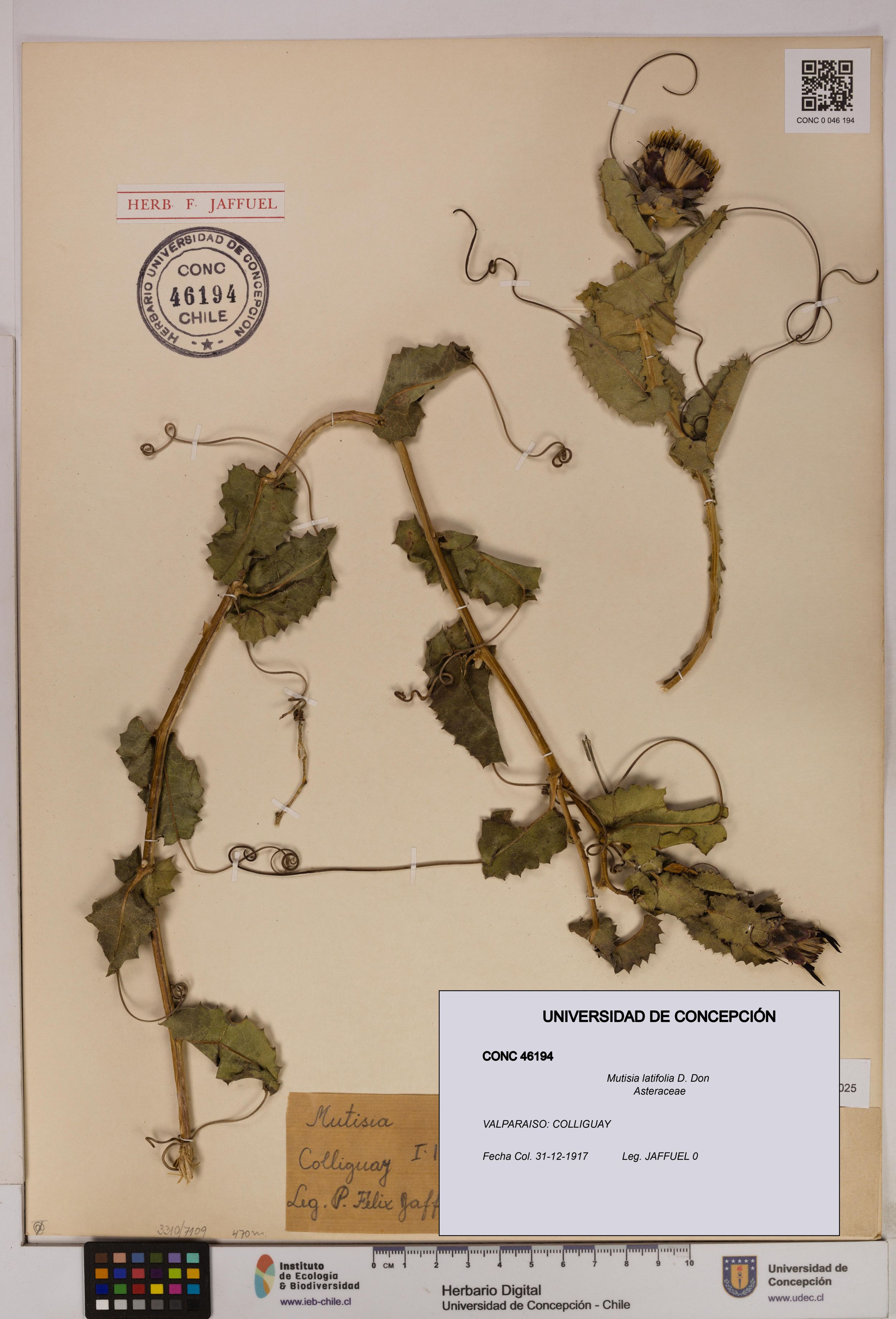 Mutisia latifolia [Espécimen: ]