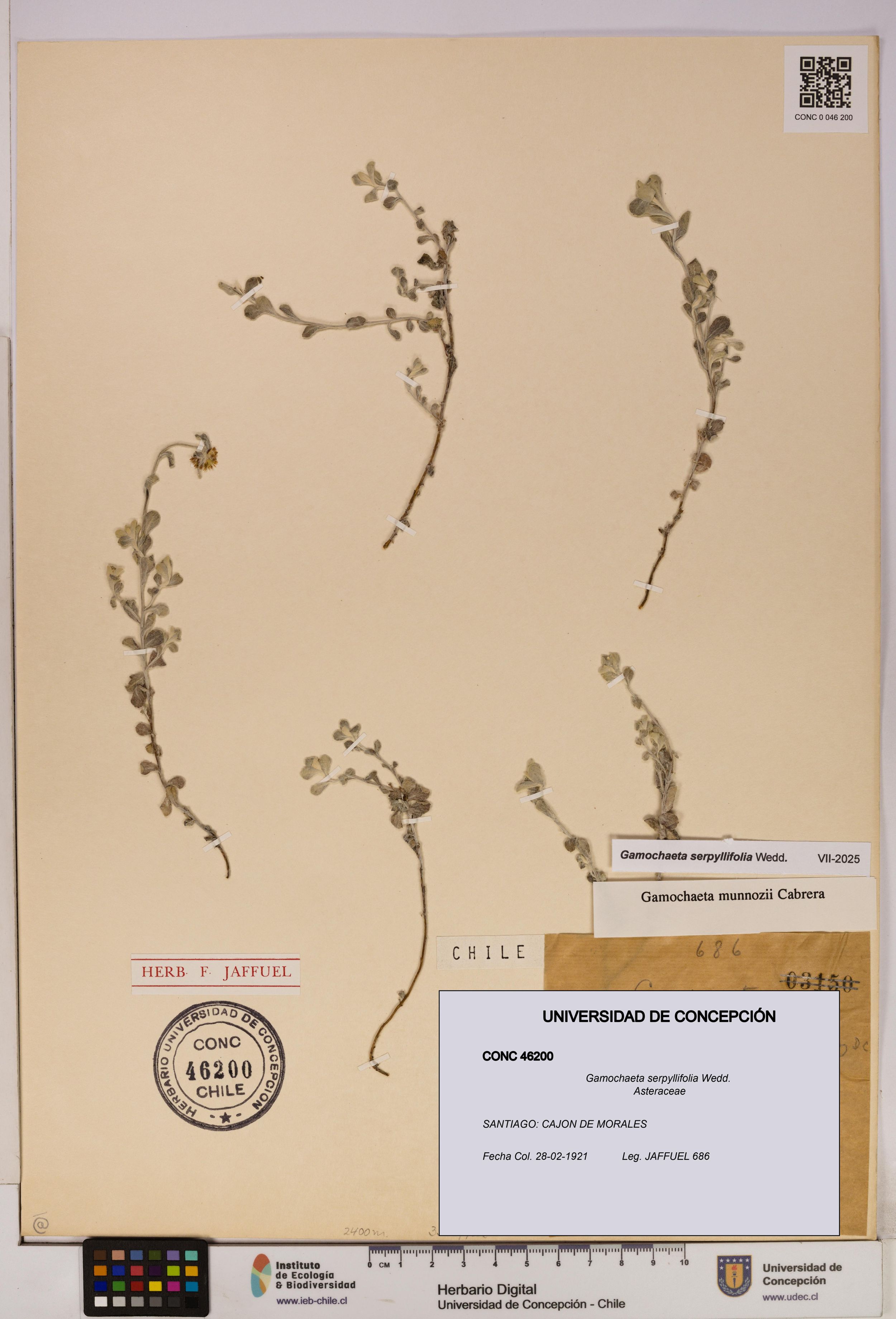Gamochaeta serpyllifolia [Espécimen: ]