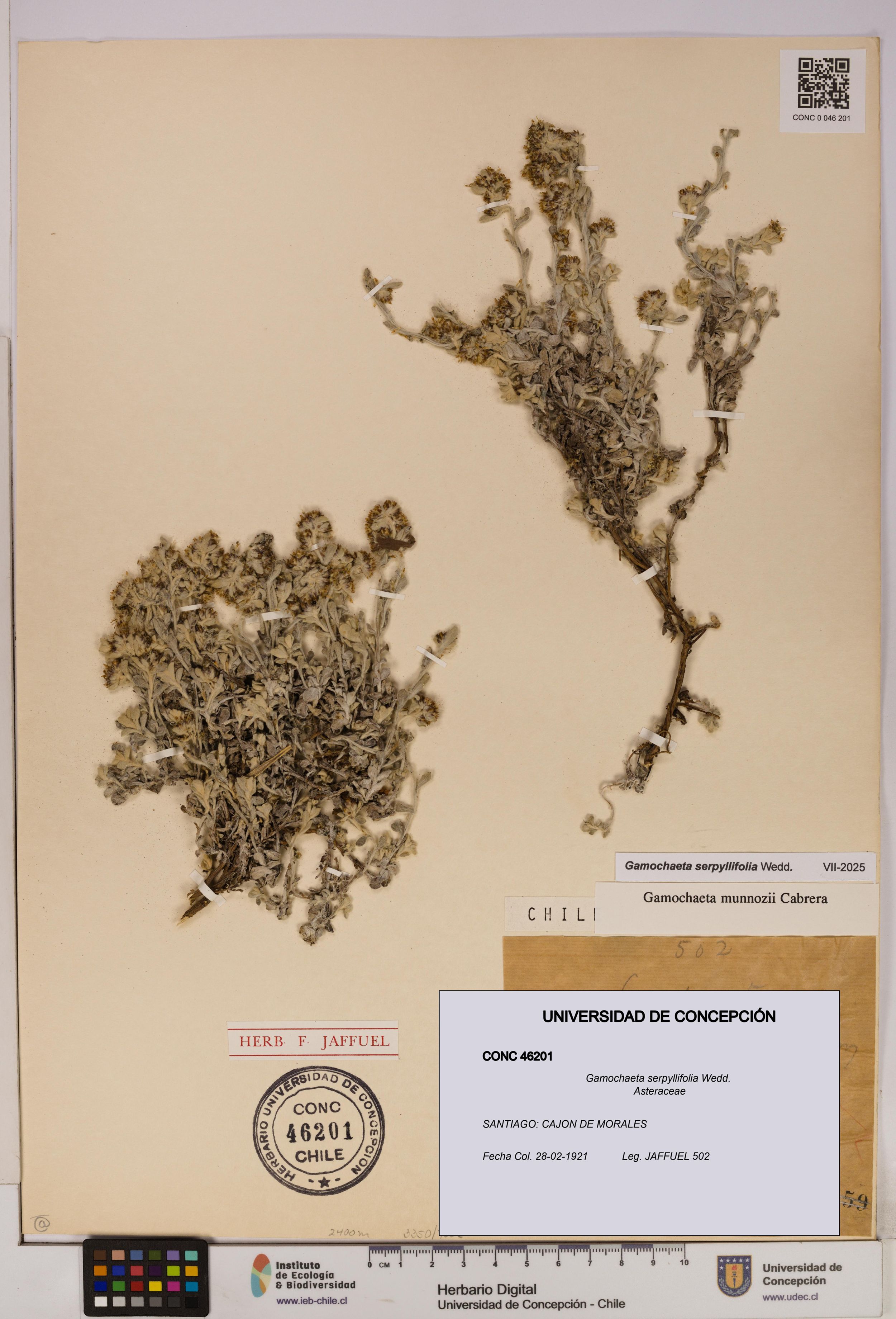 Gamochaeta serpyllifolia [Espécimen: ]