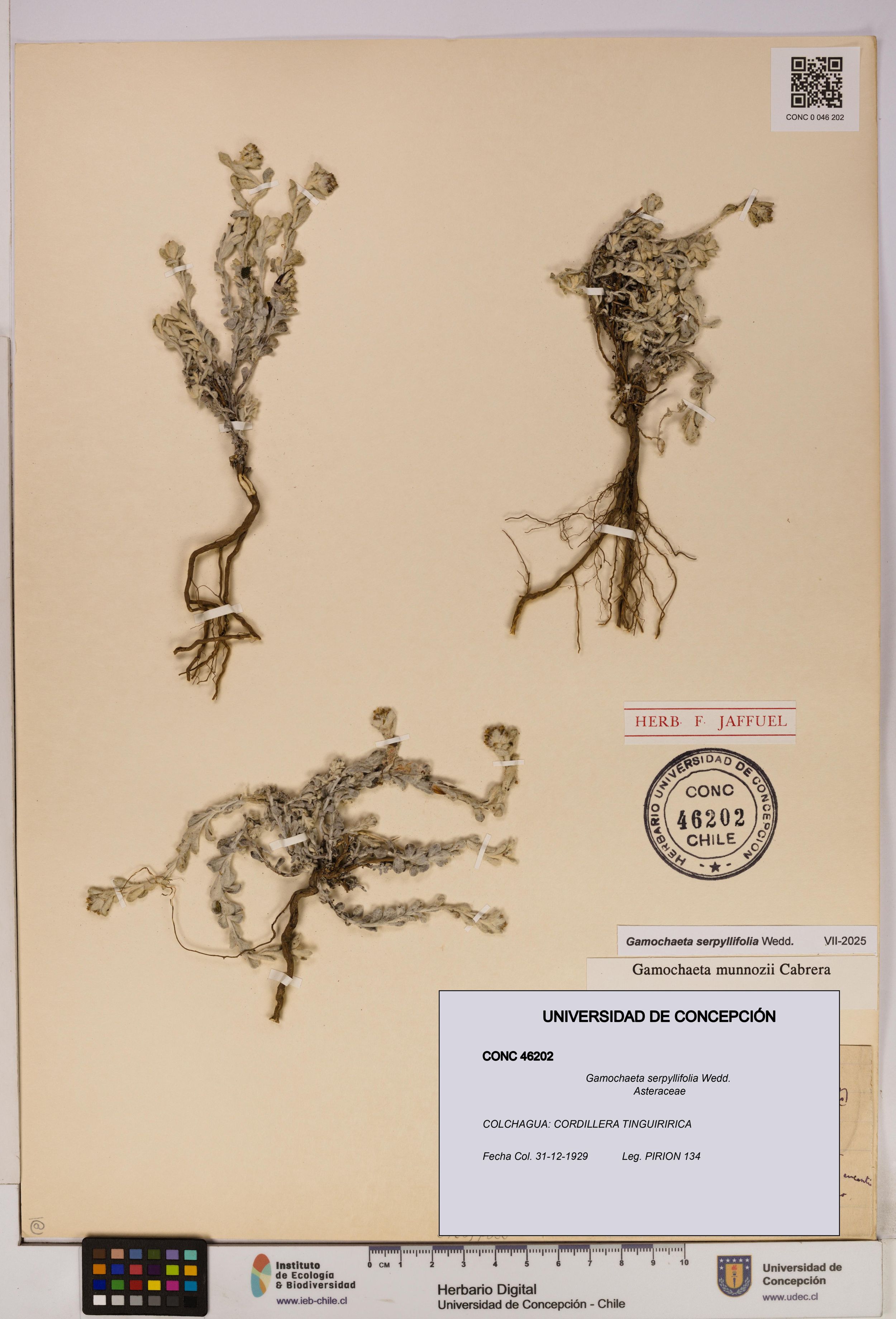 Gamochaeta serpyllifolia [Espécimen: ]
