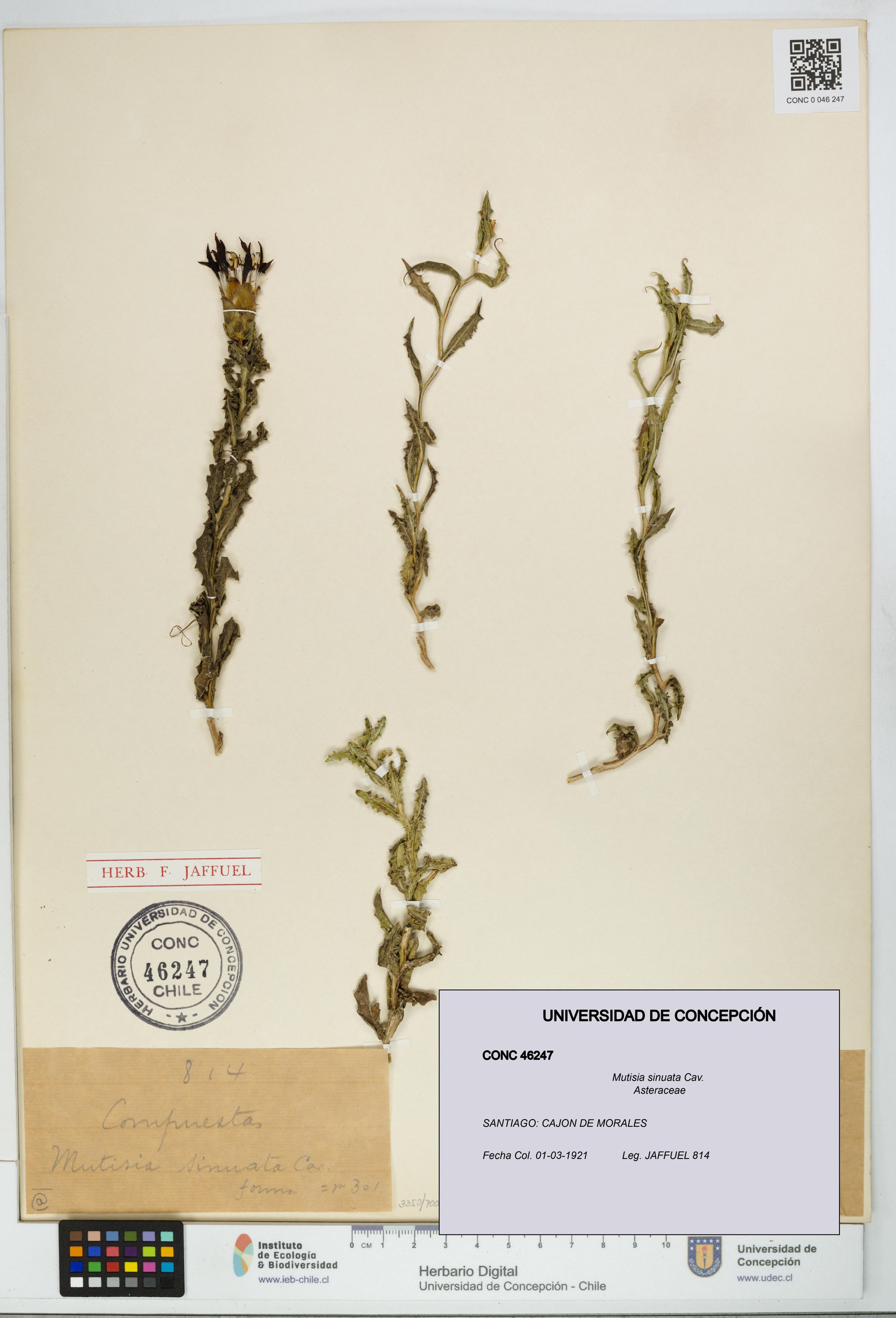 Mutisia sinuata [Espécimen: ]