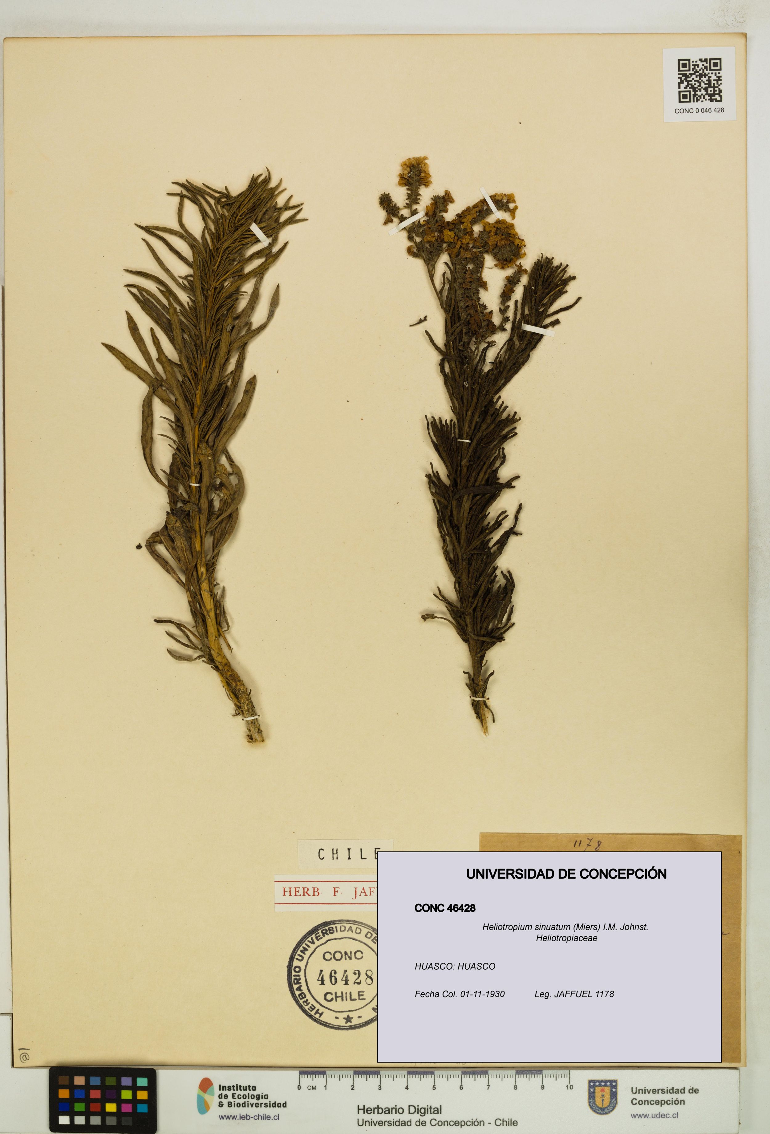 Heliotropium sinuatum [Espécimen: ]