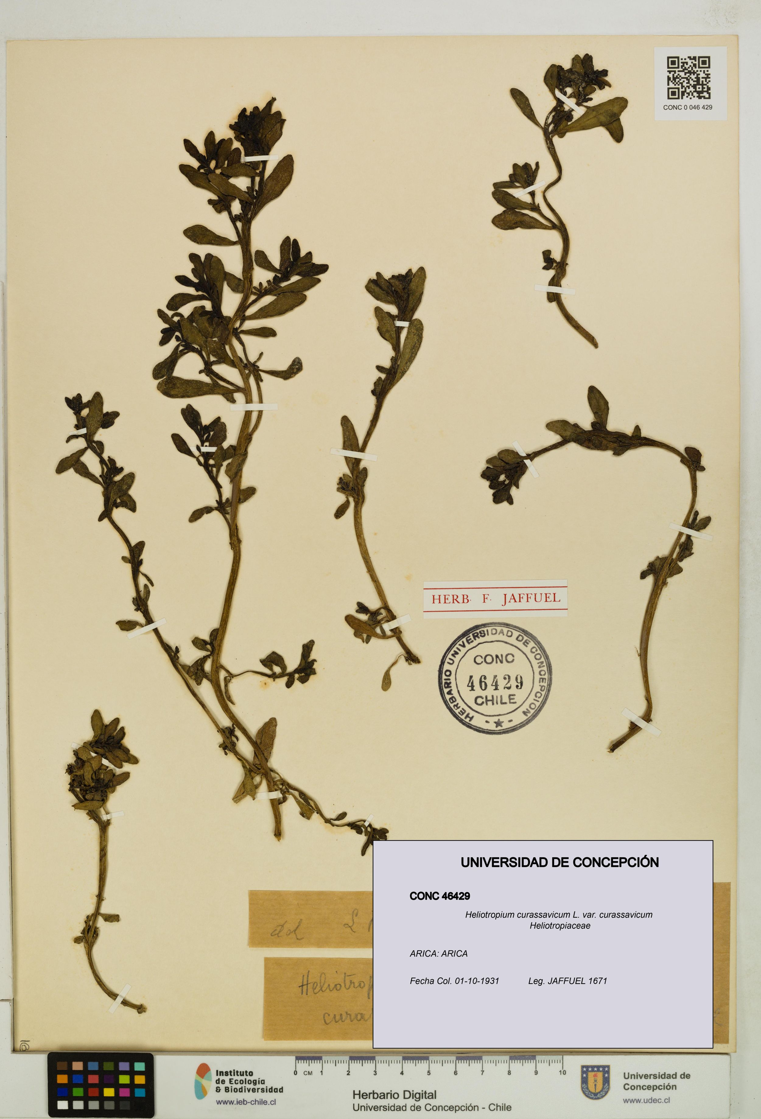 Heliotropium curassavicum var. curassavicum [Espécimen: ]