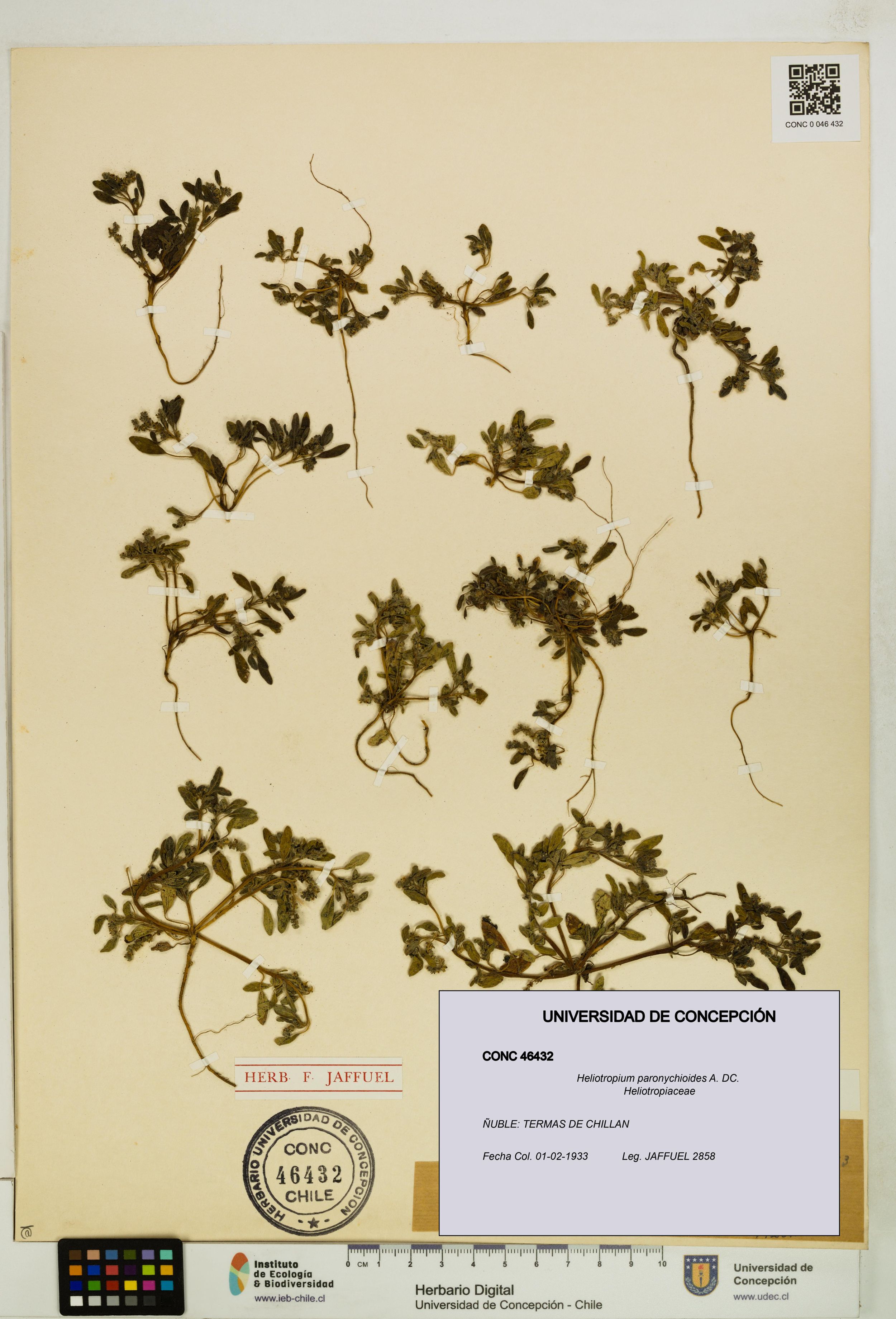 Heliotropium paronychioides [Espécimen: ]