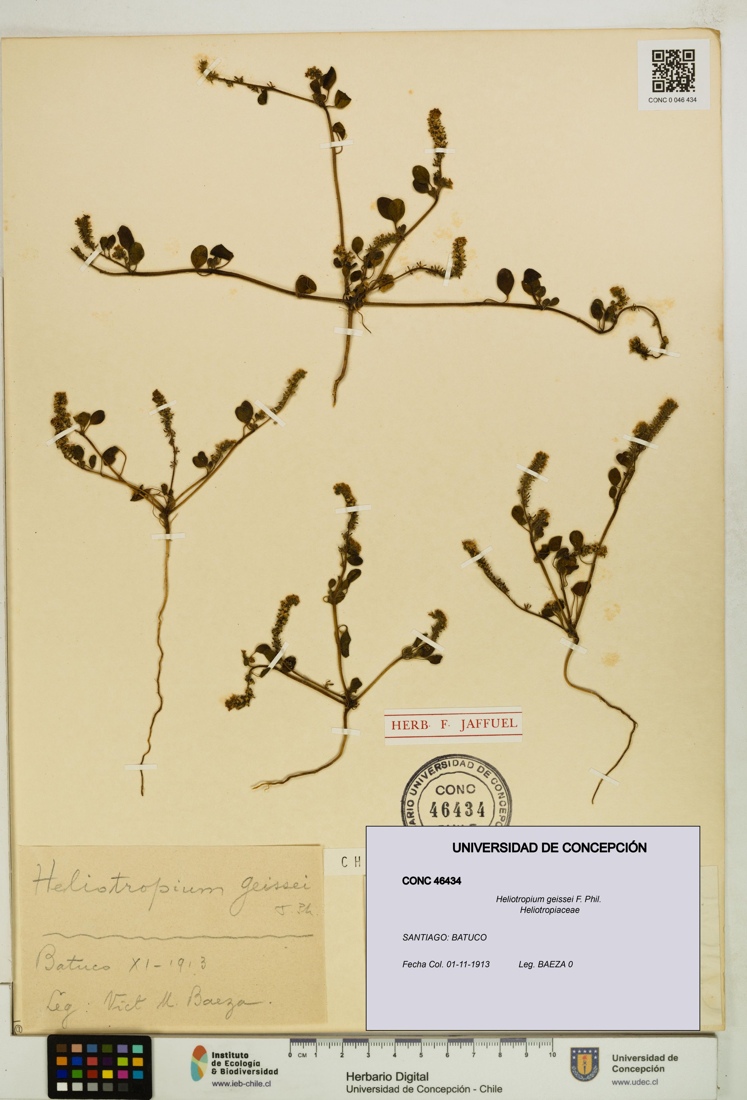 Heliotropium geissei [Espécimen: ]