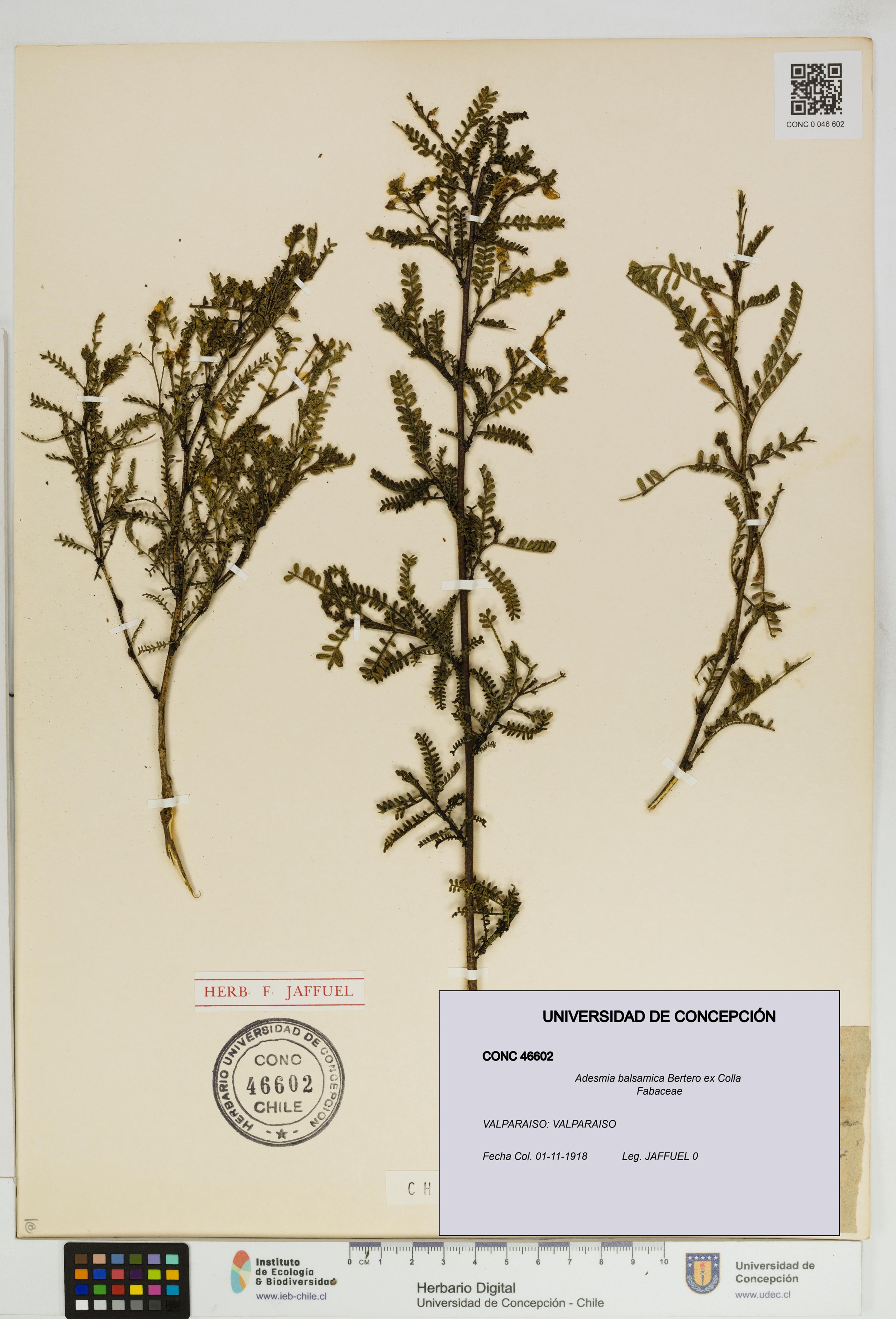 Adesmia balsamica [Espécimen: ]