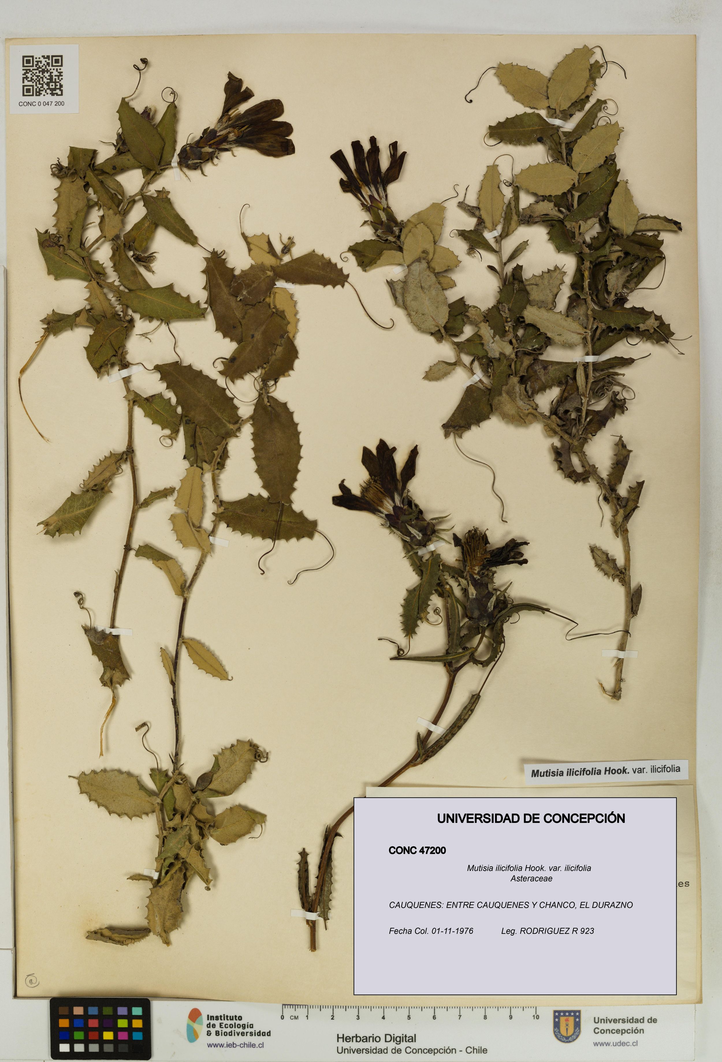 Mutisia ilicifolia var. ilicifolia [Espécimen: ]