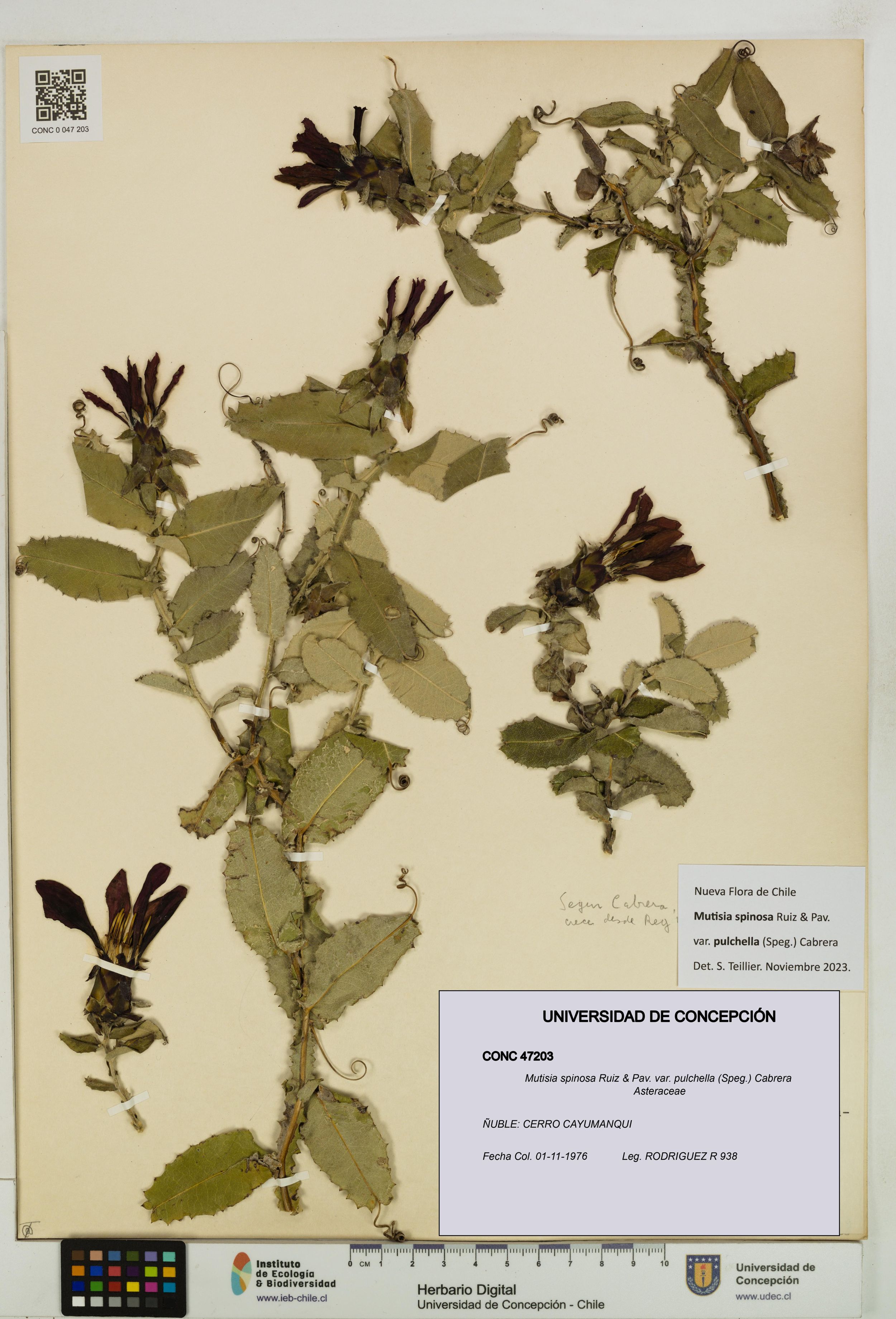 Mutisia spinosa var. pulchella [Espécimen: ]