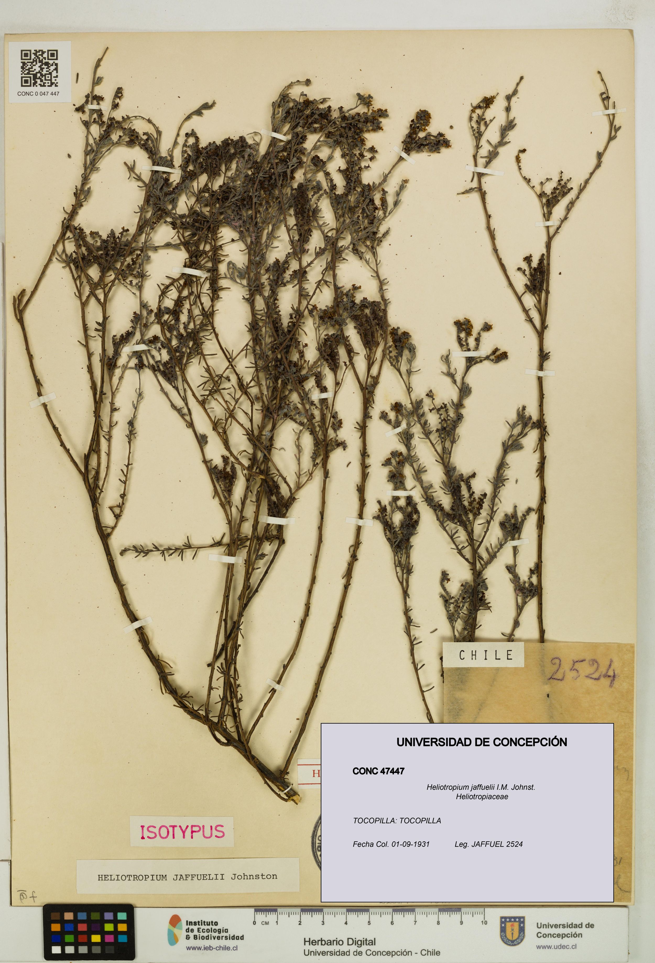 Heliotropium jaffuelii [Espécimen: ]
