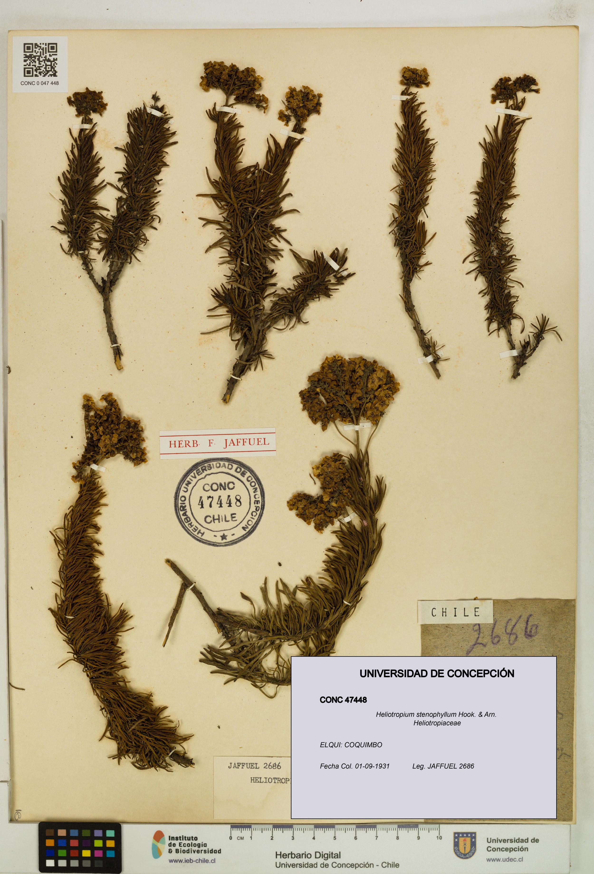 Heliotropium stenophyllum [Espécimen: ]