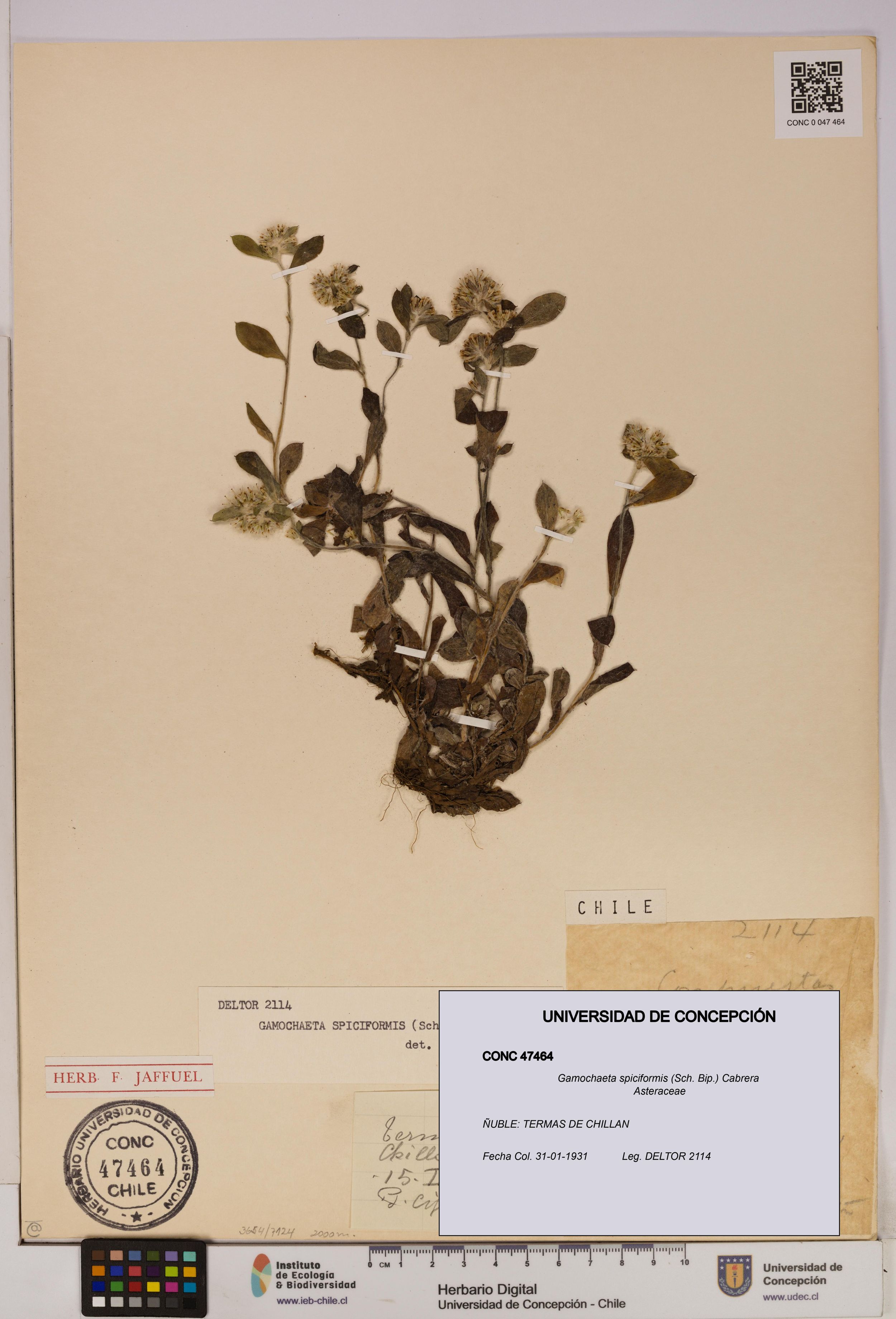 Gamochaeta spiciformis [Espécimen: ]