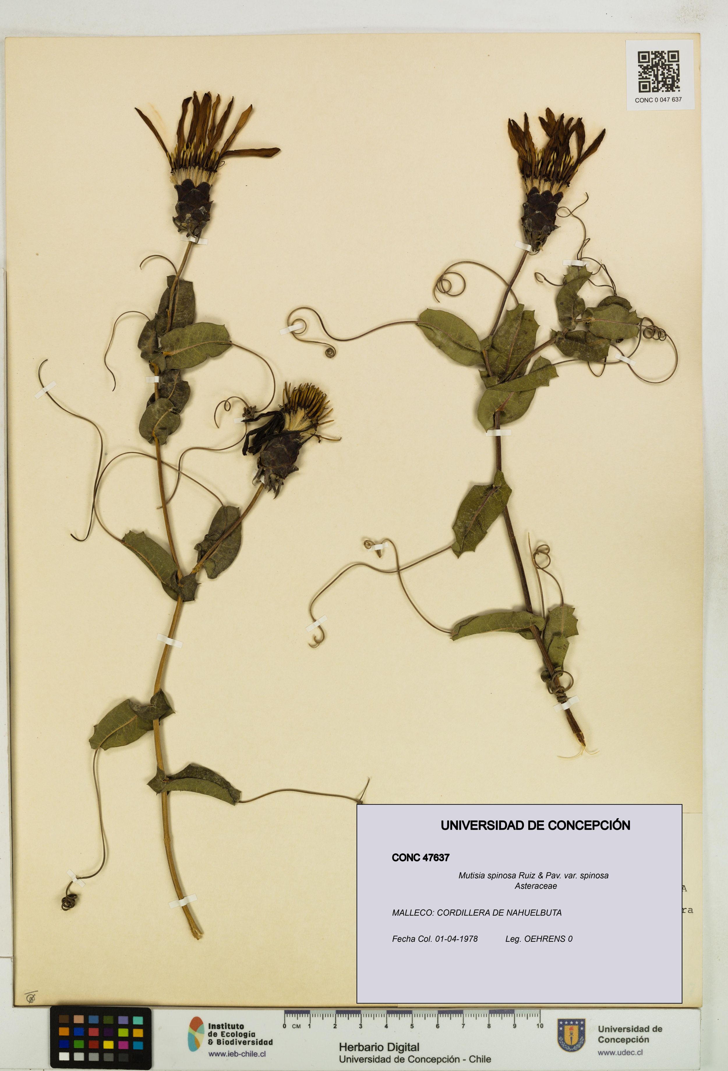 Mutisia spinosa var. spinosa [Espécimen: ]