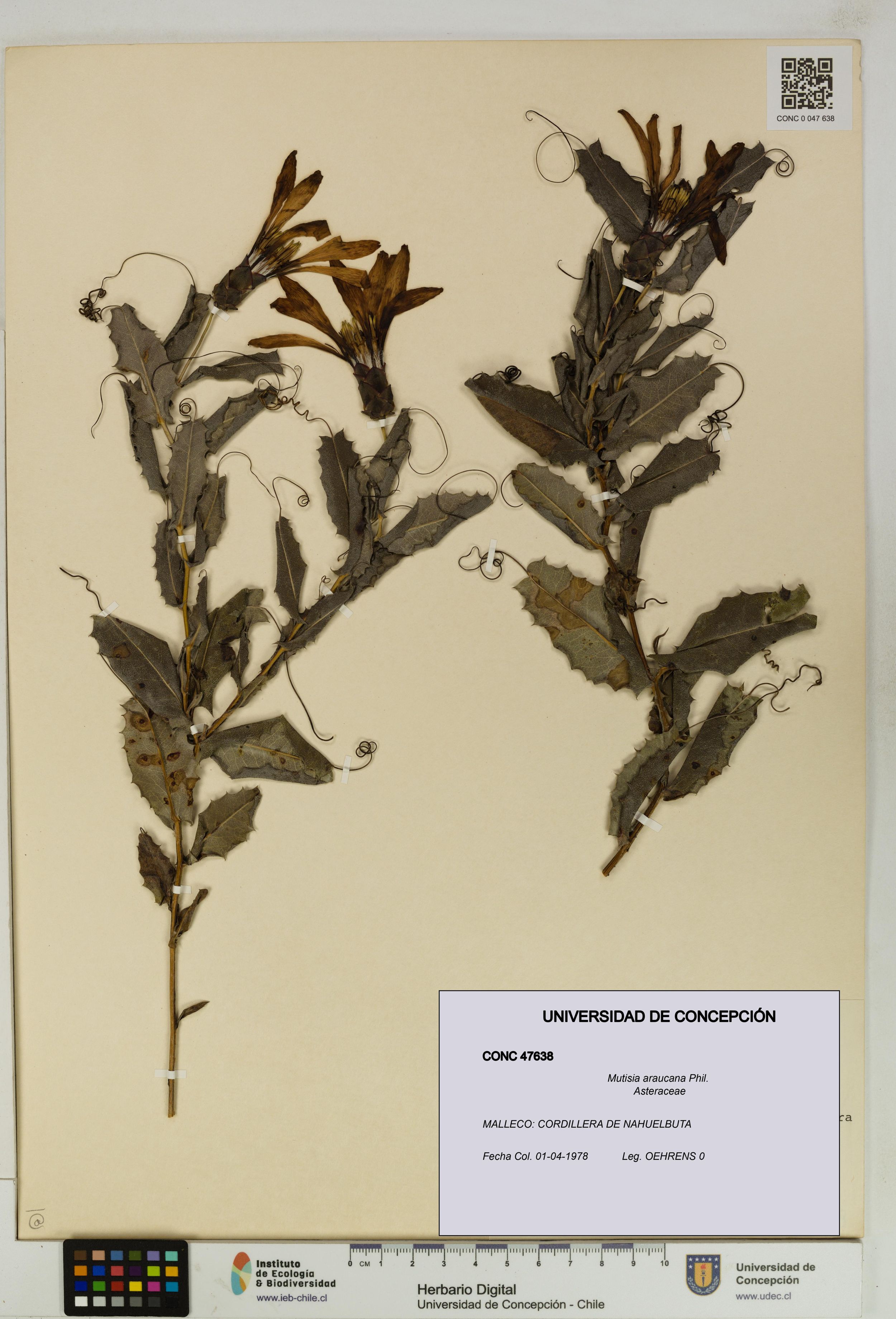 Mutisia araucana [Espécimen: ]