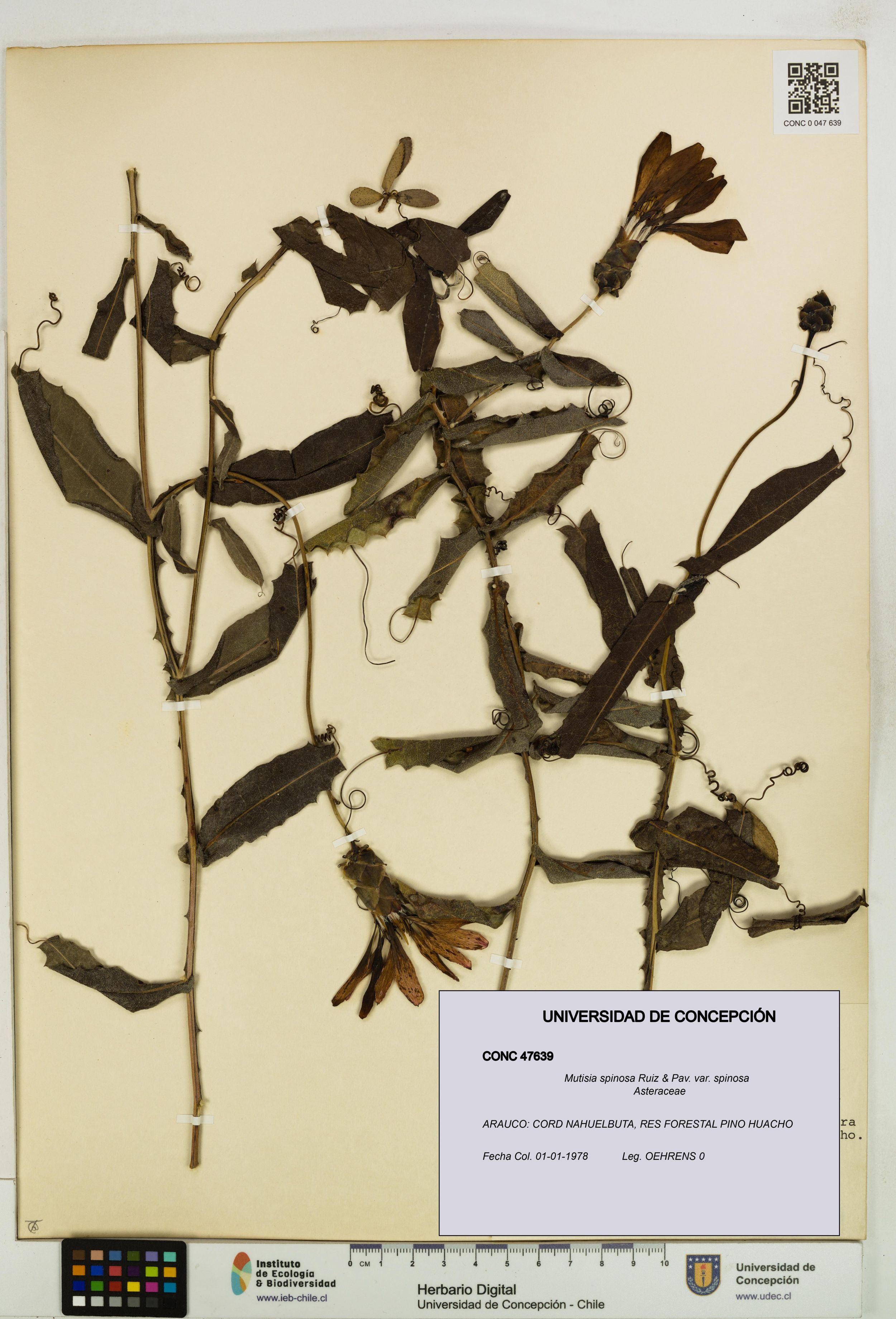 Mutisia spinosa var. spinosa [Espécimen: ]