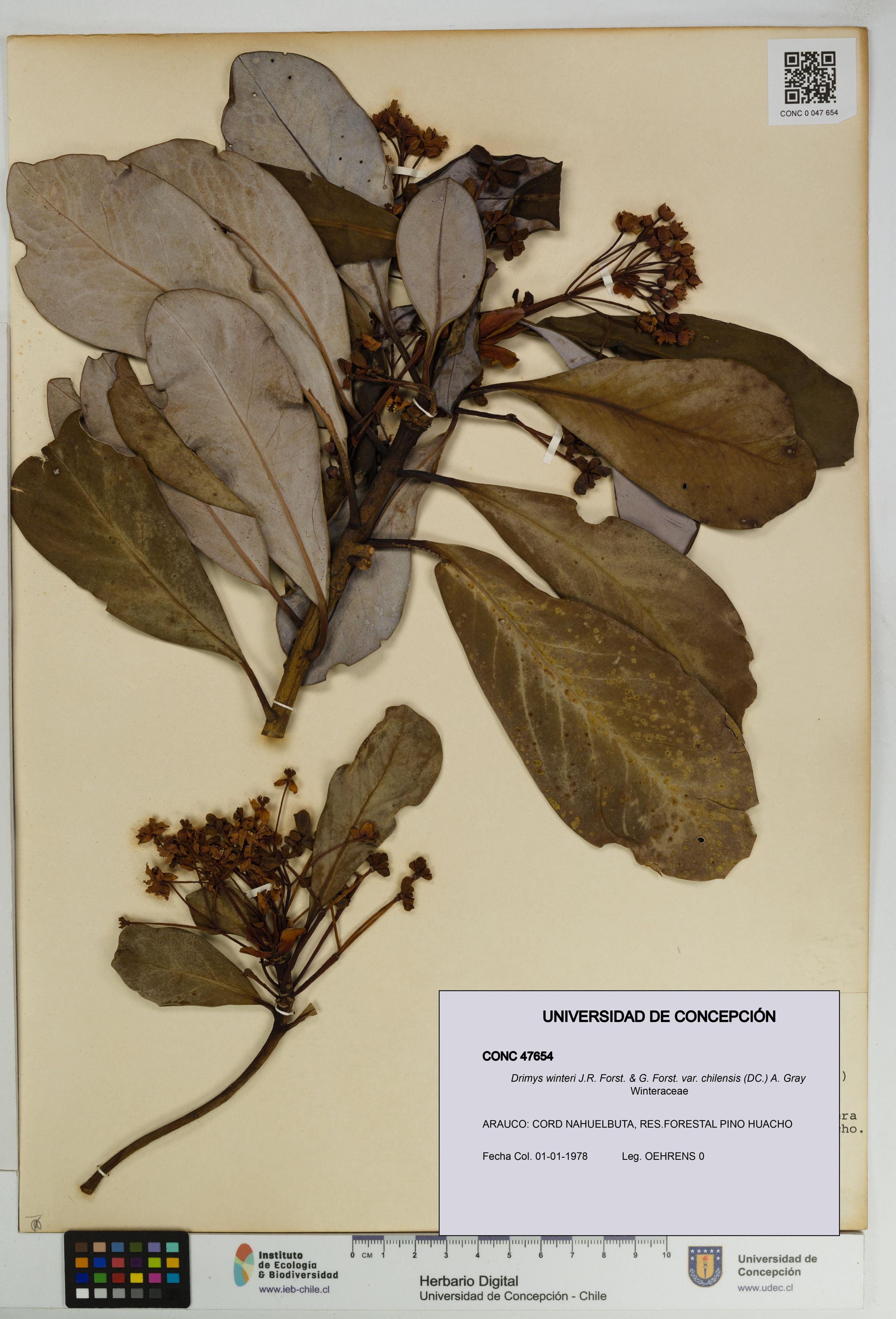Drimys winteri var. chilensis [Espécimen: ]