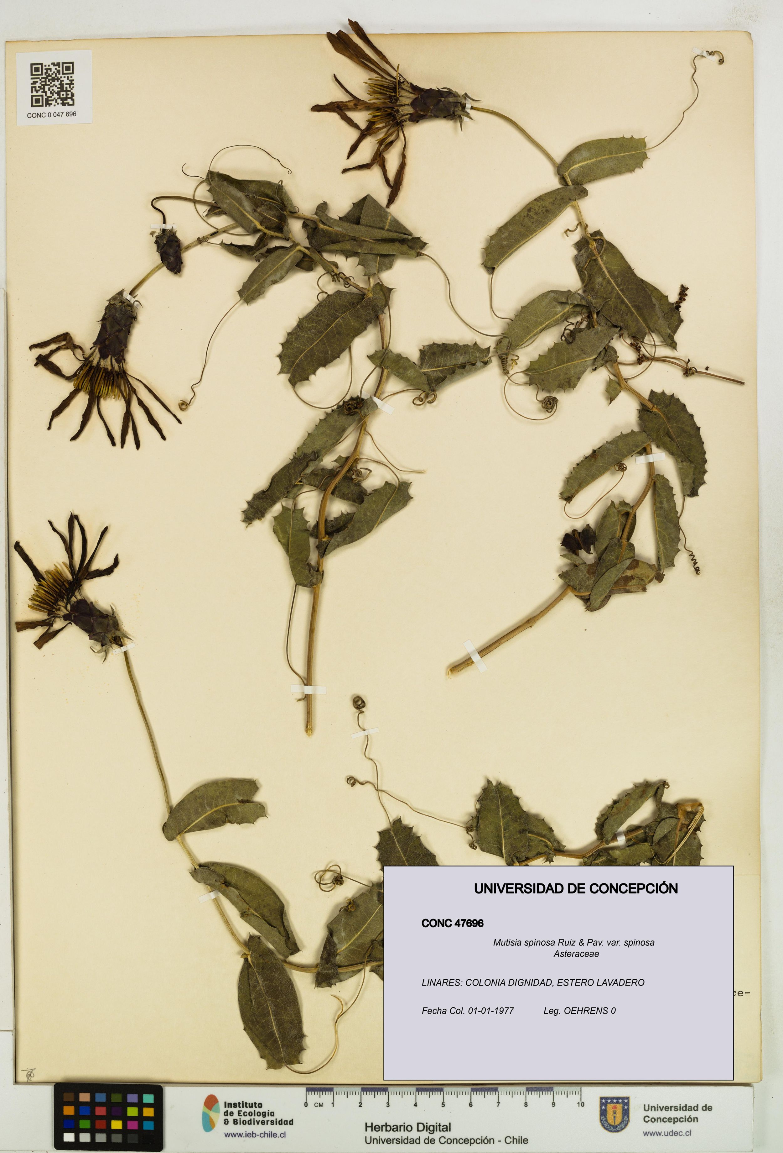 Mutisia spinosa var. spinosa [Espécimen: ]