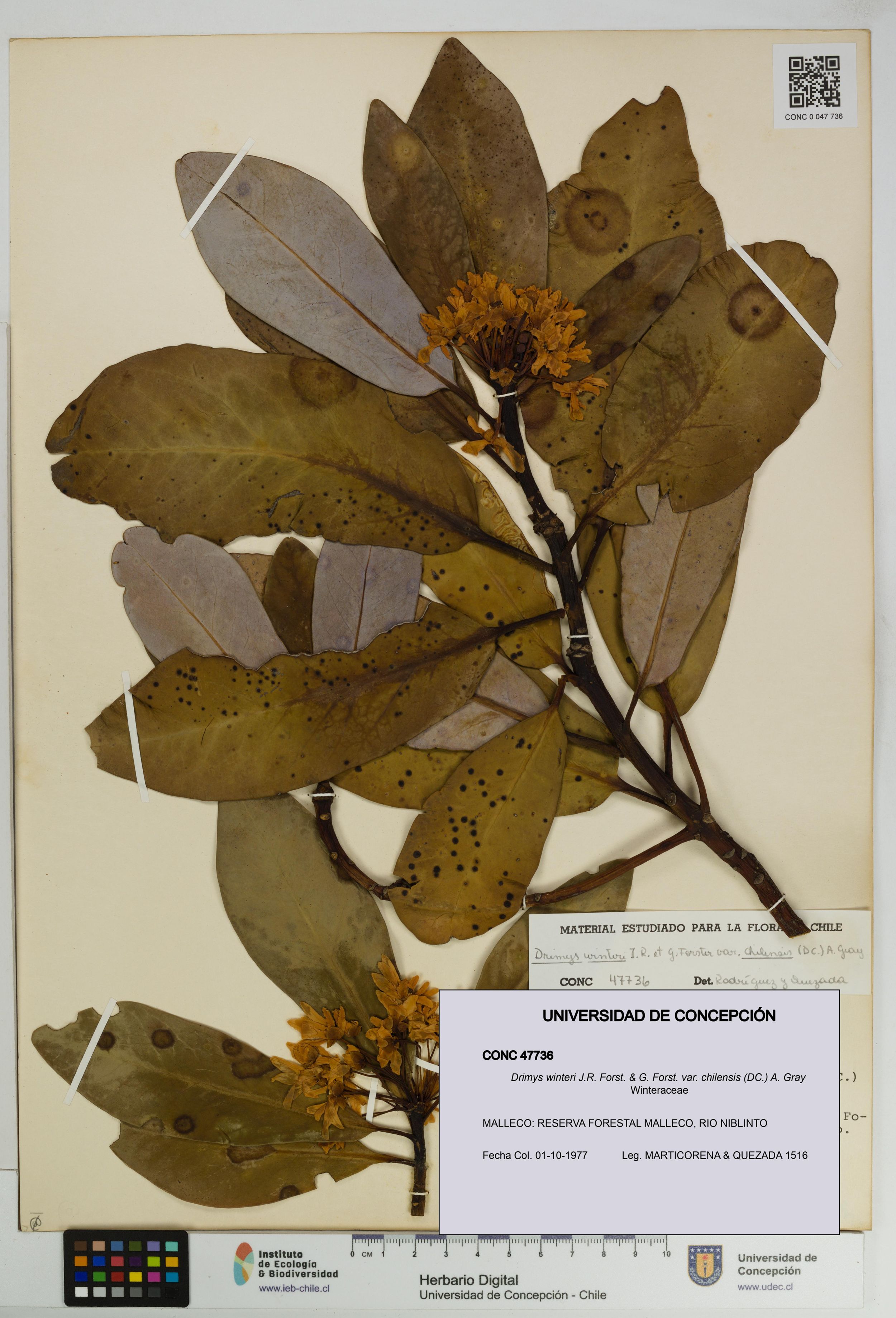 Drimys winteri var. chilensis [Espécimen: ]