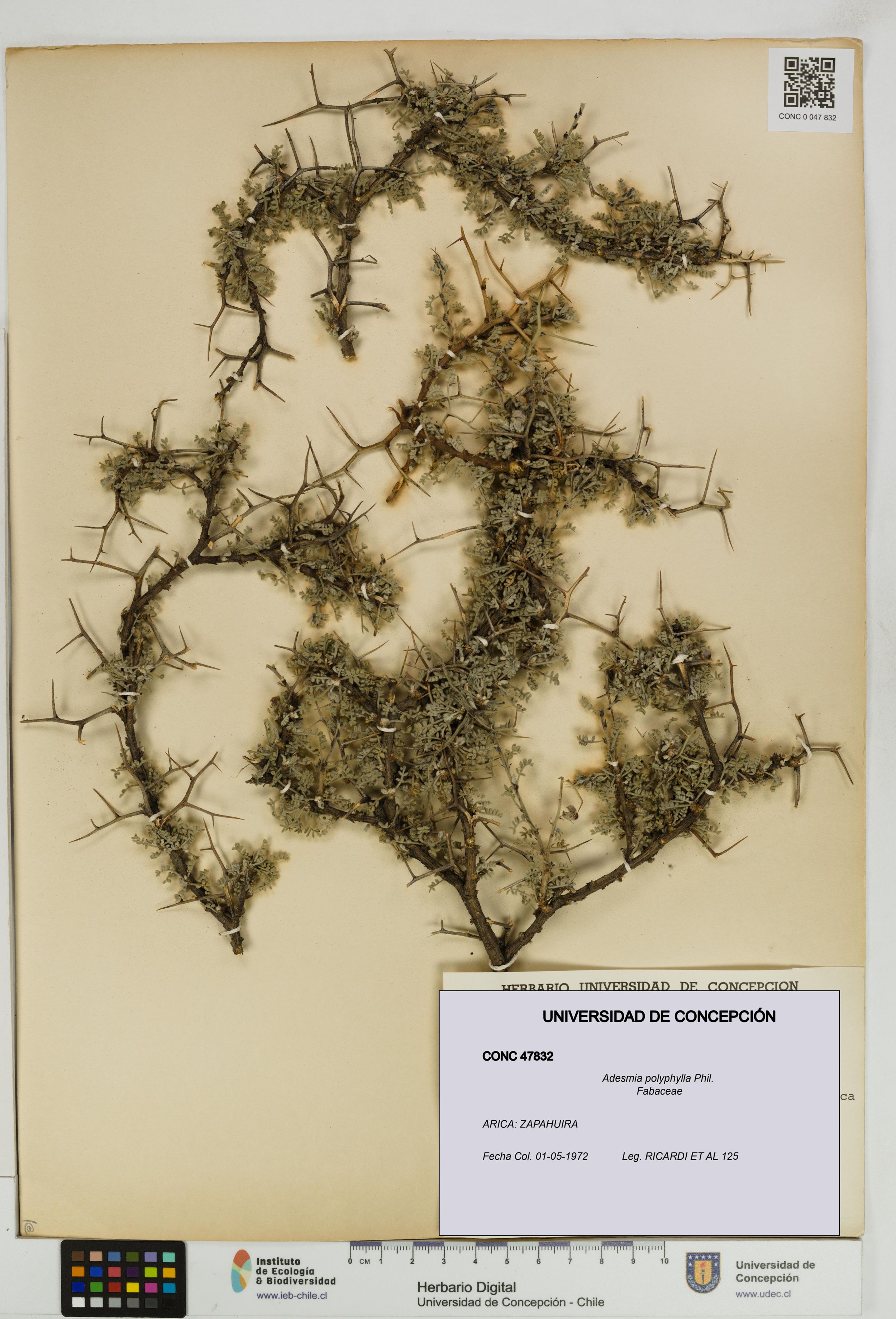 Adesmia polyphylla [Espécimen: ]