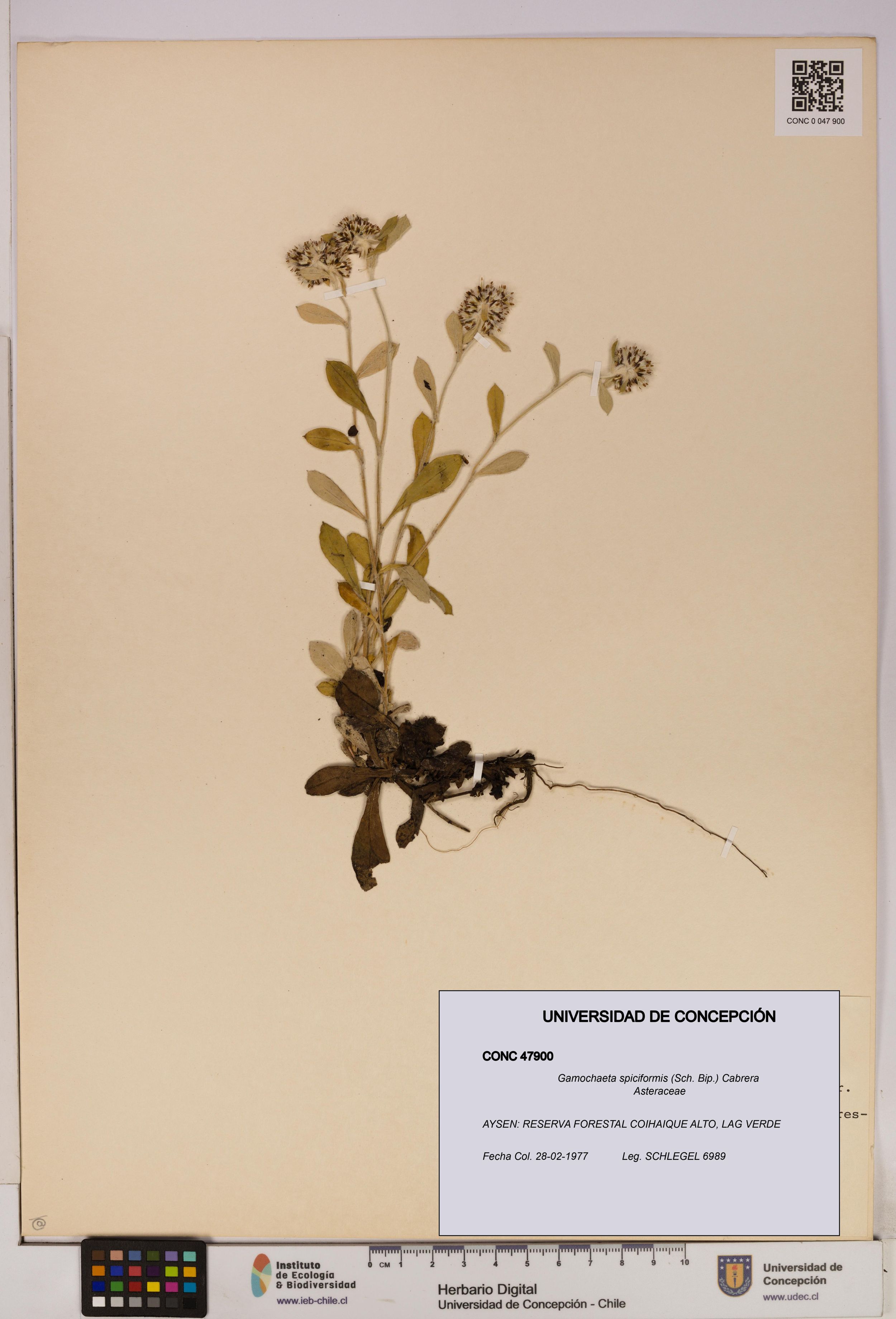 Gamochaeta spiciformis [Espécimen: ]