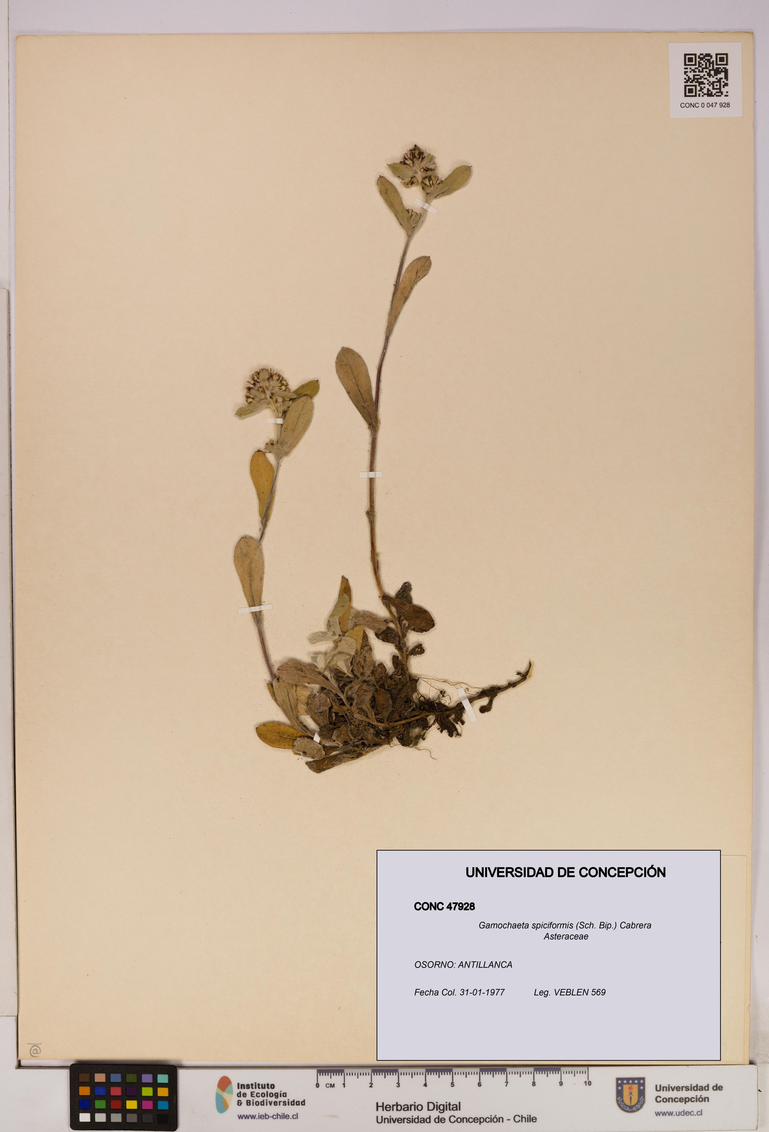 Gamochaeta spiciformis [Espécimen: ]